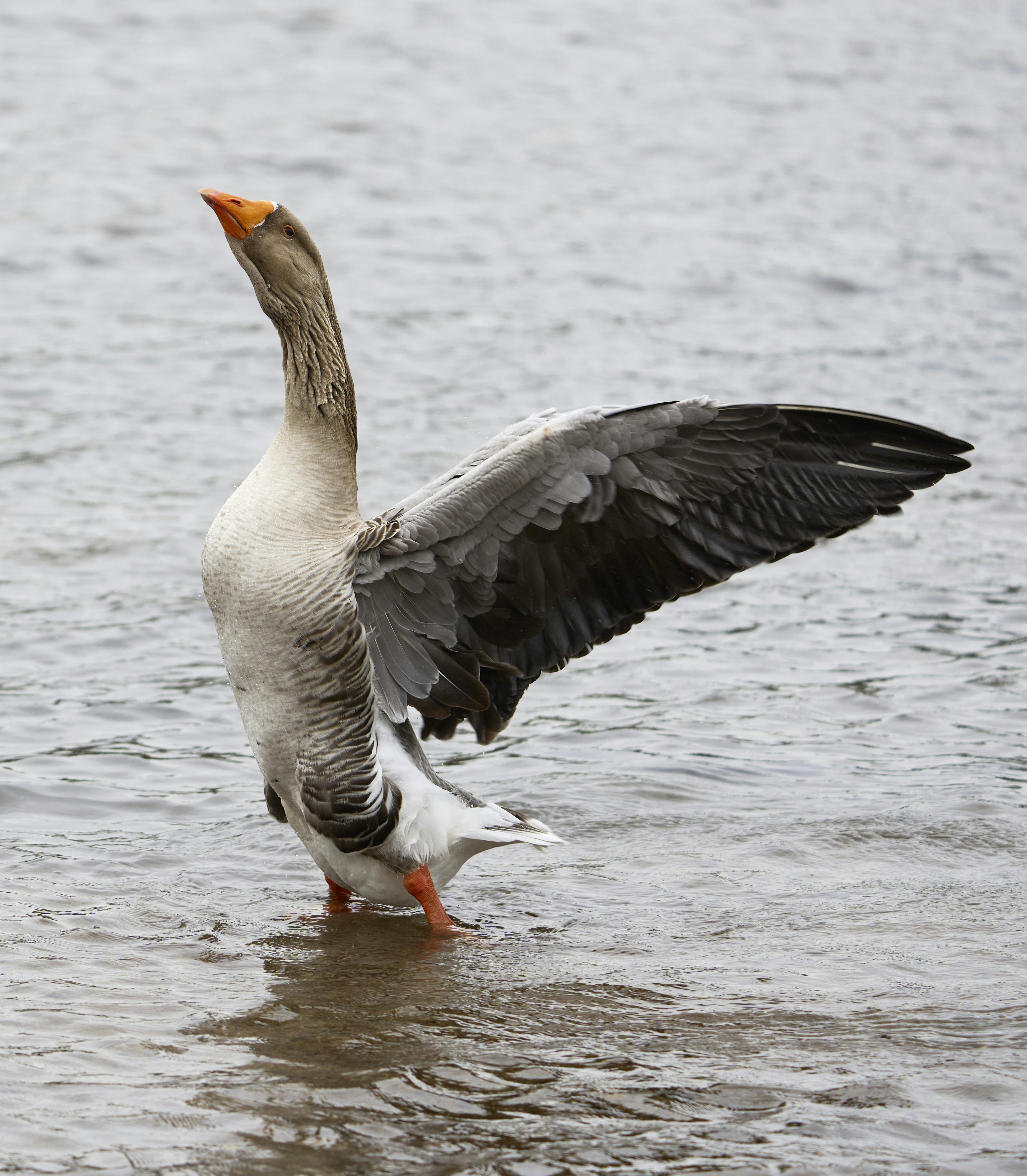 Photo by wolfgang_hasselmann