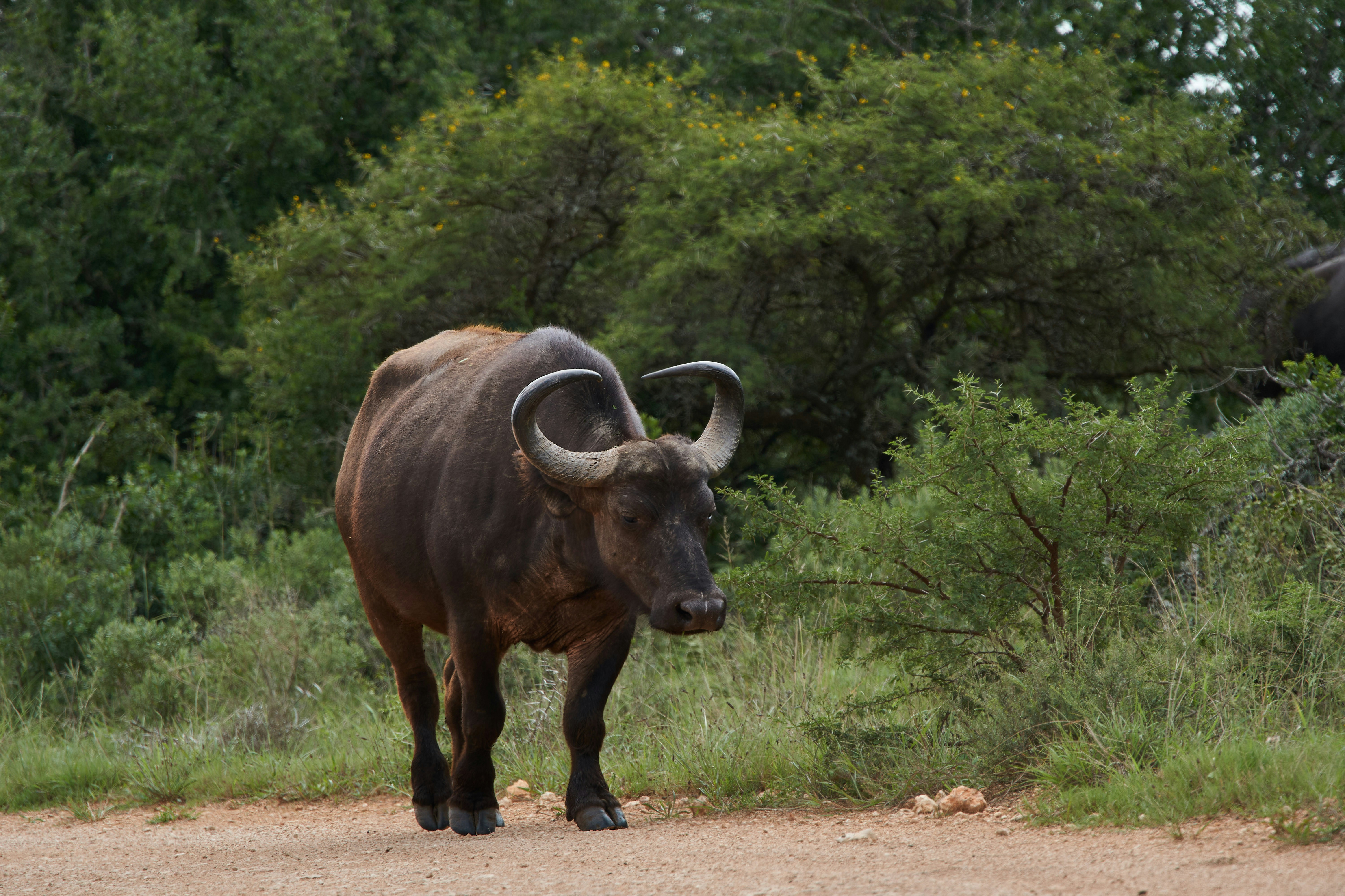 Photo by wolfgang_hasselmann