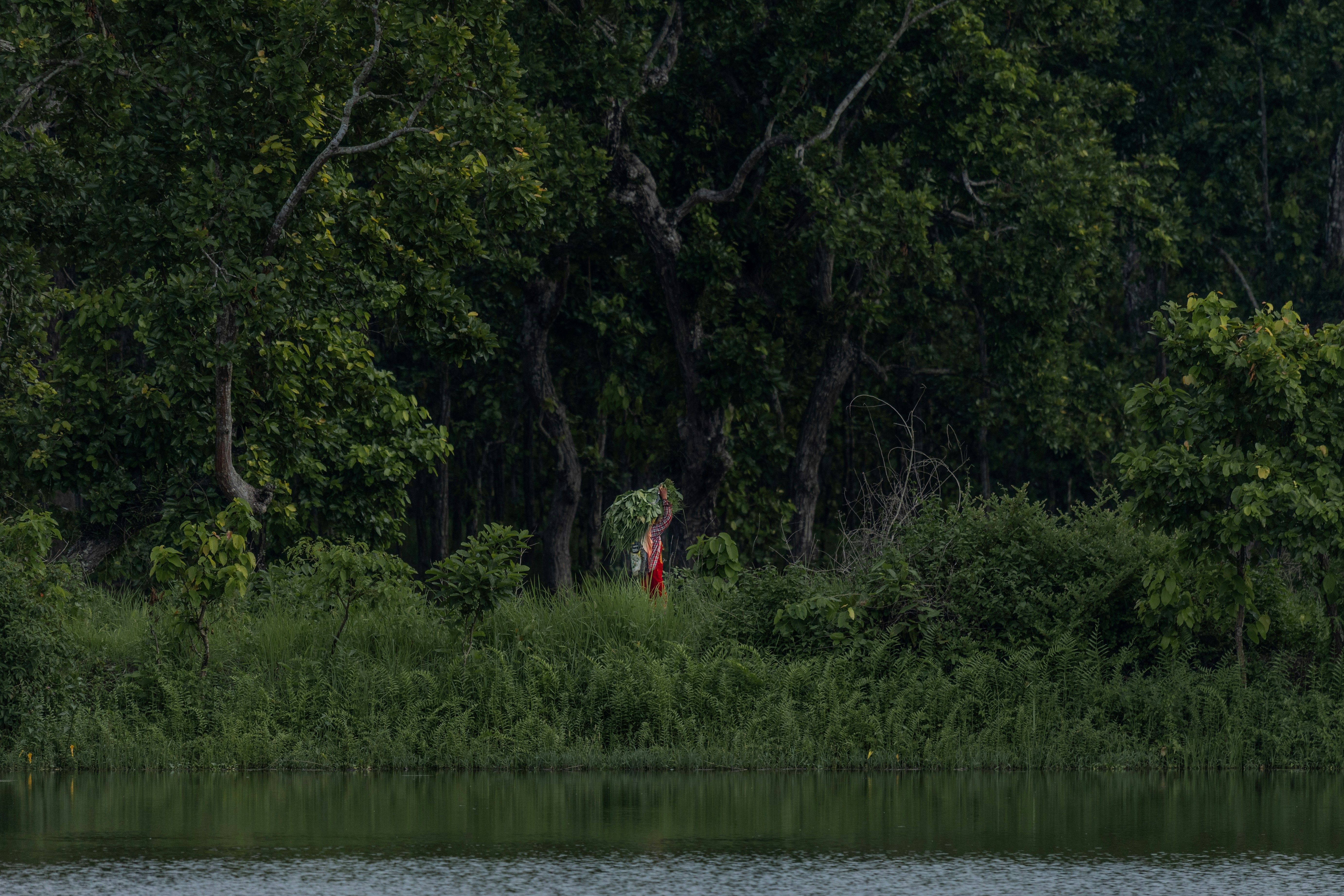 A majestic White-bellied Heron standing gracefully by a serene river in a lush green forest, hinting at its natural habitat.