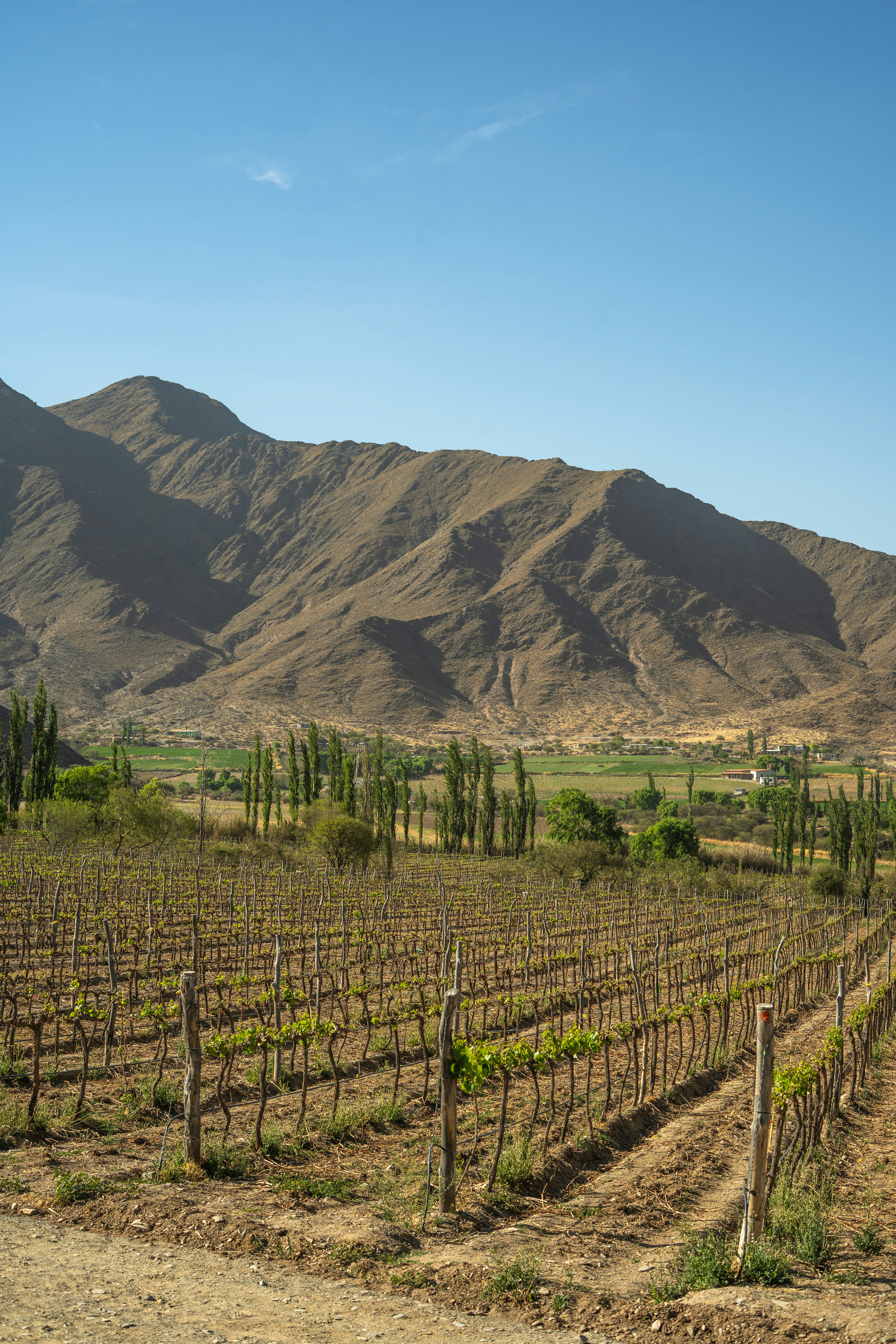 Day 7: Mendoza Vineyard Tours and Wine Tasting