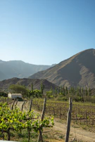 Vineyard with mountains and a small white building.