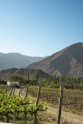 Vineyard with mountains and a small white building.