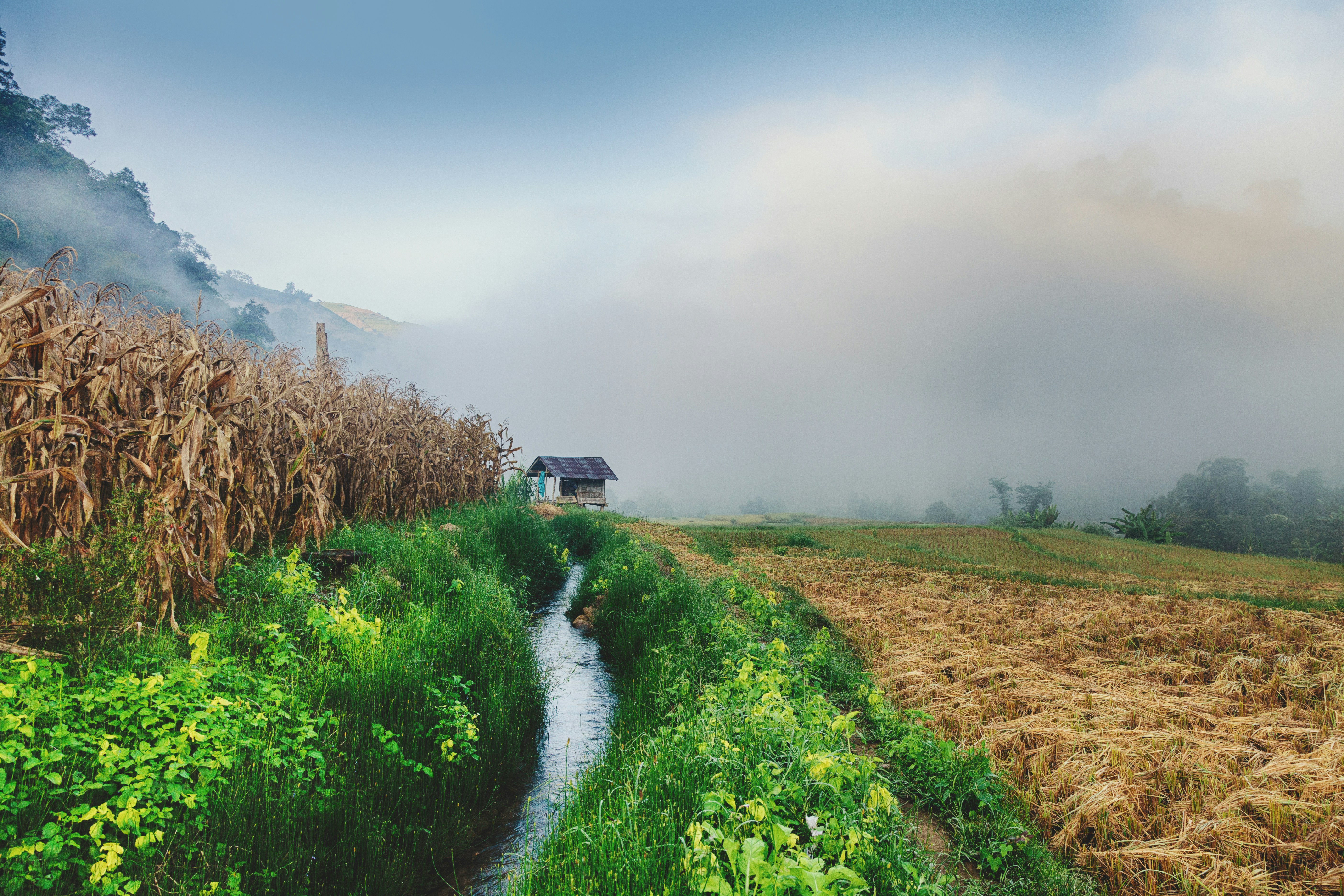 Small hut beside a stream in a misty rural landscape.