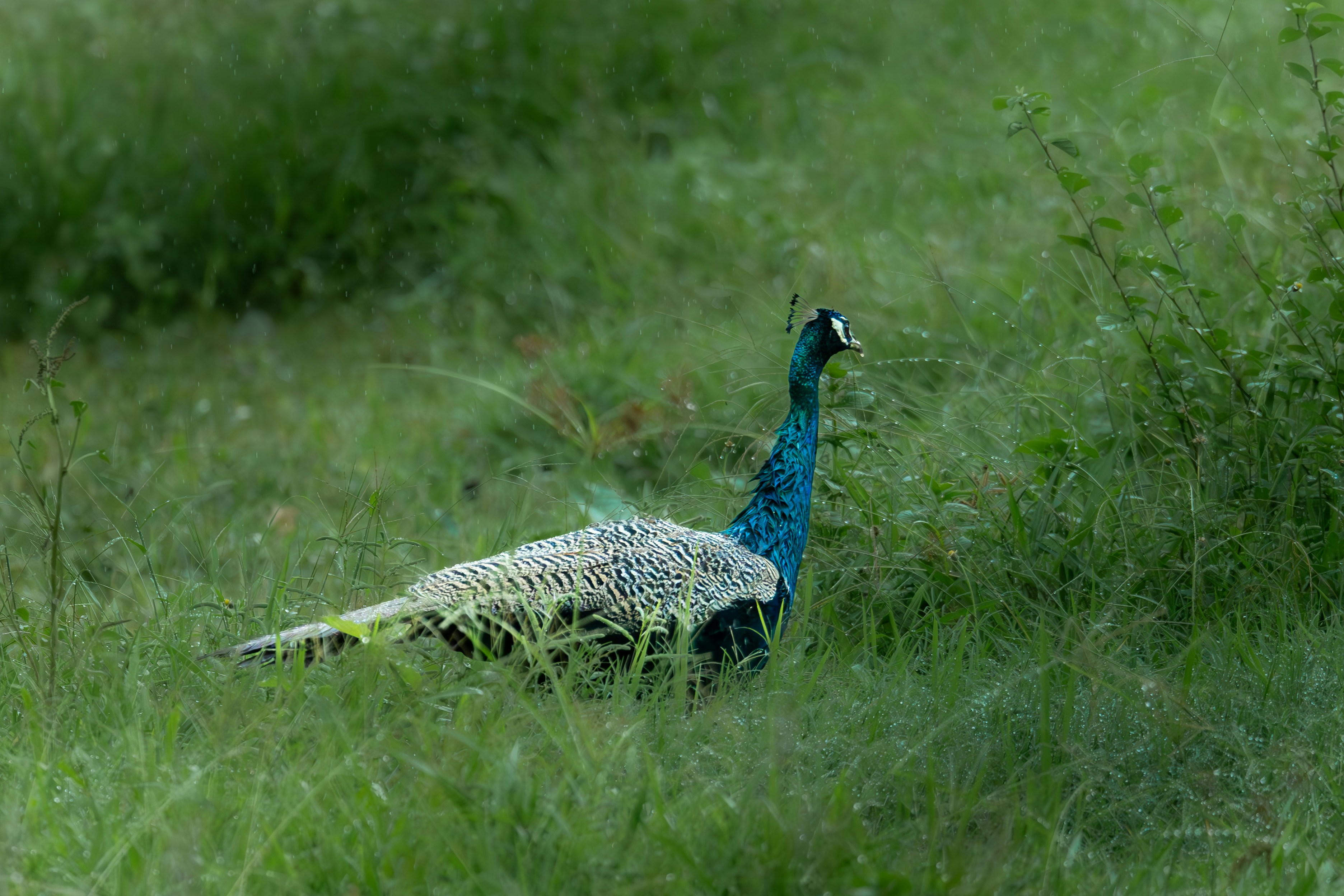 A peacock walks through tall green grass.