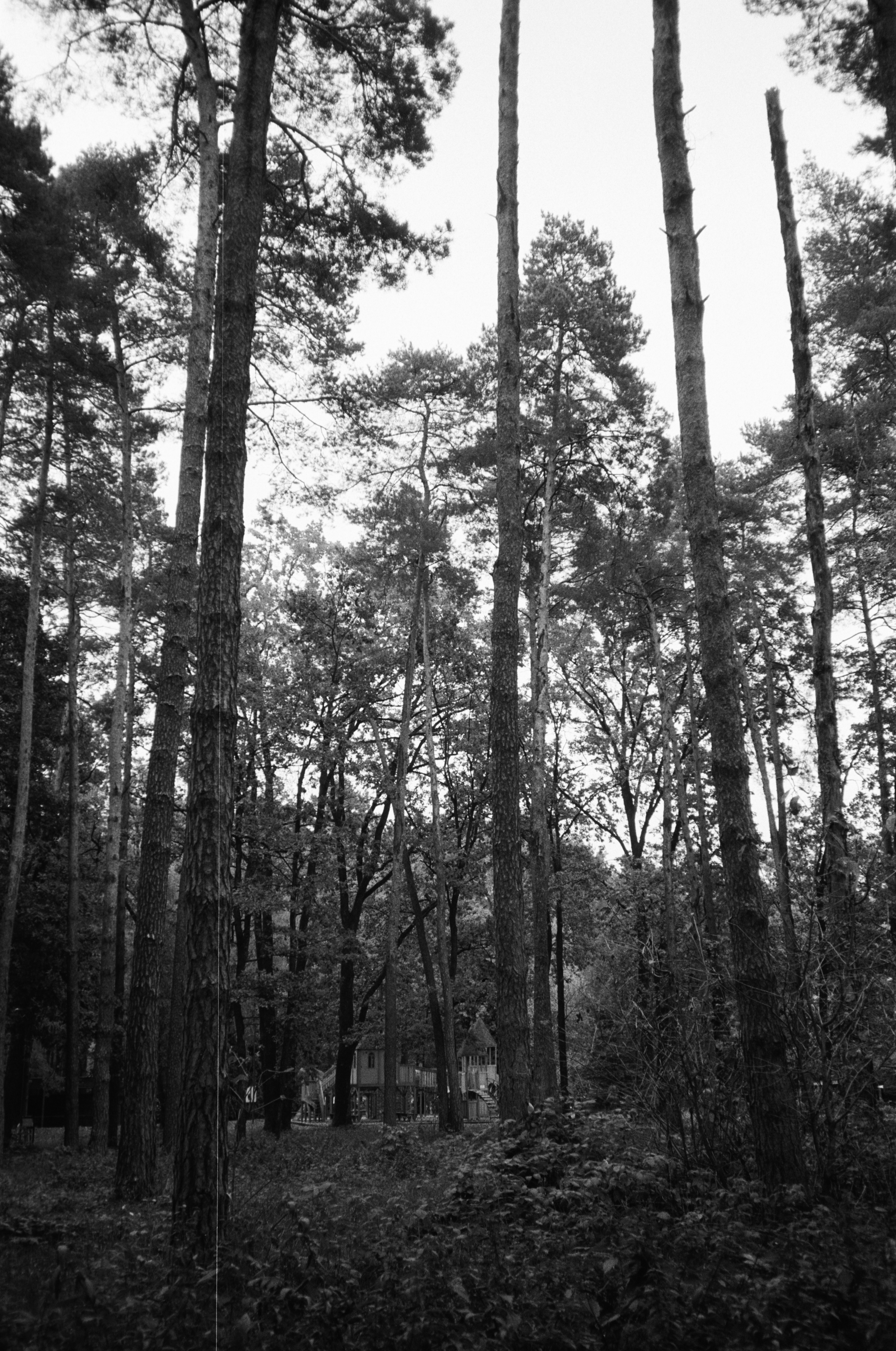 Photo by taras_mosya