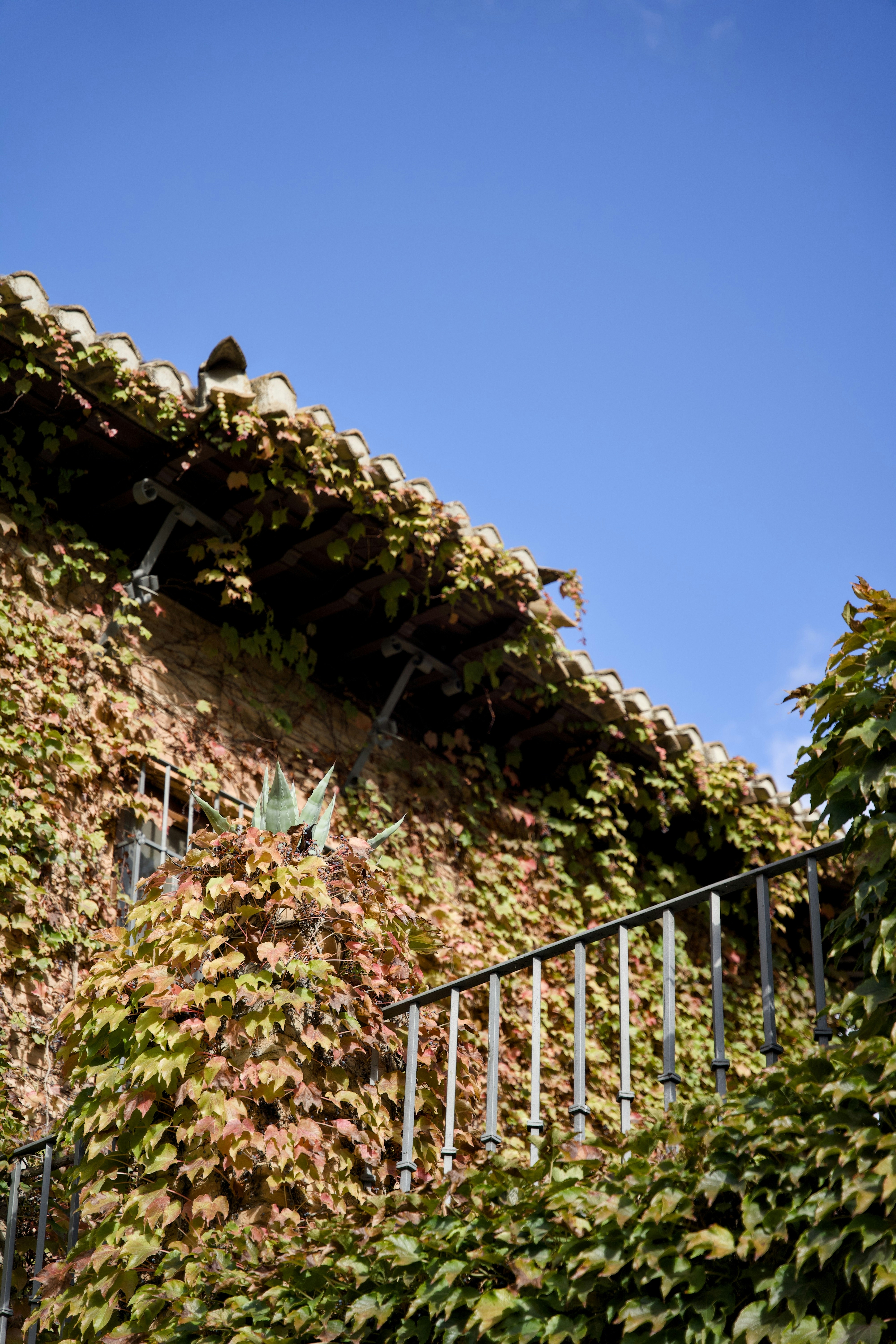 Prédio coberto de hera com céu azul