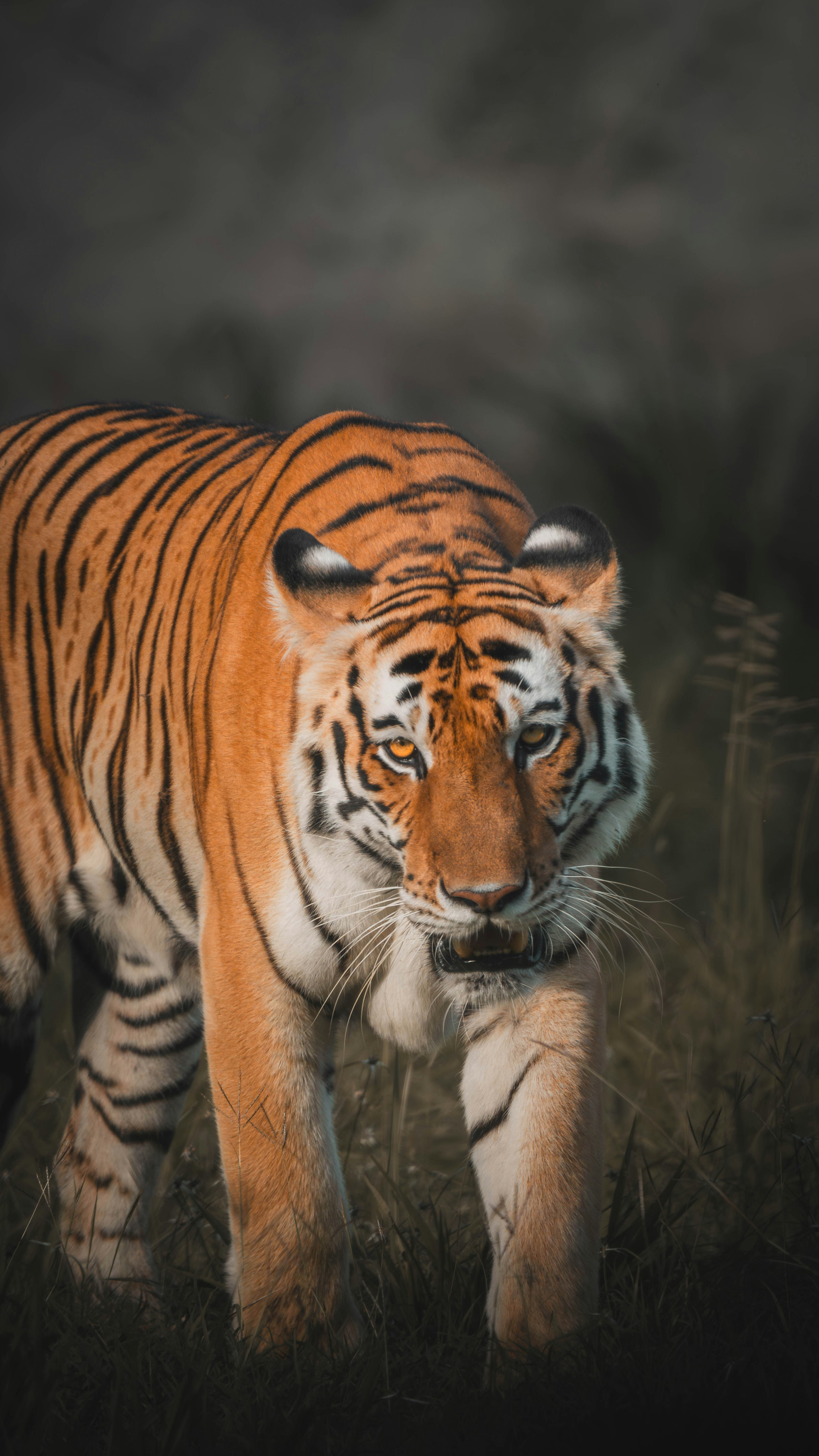 Photo by sergio_vargas_p