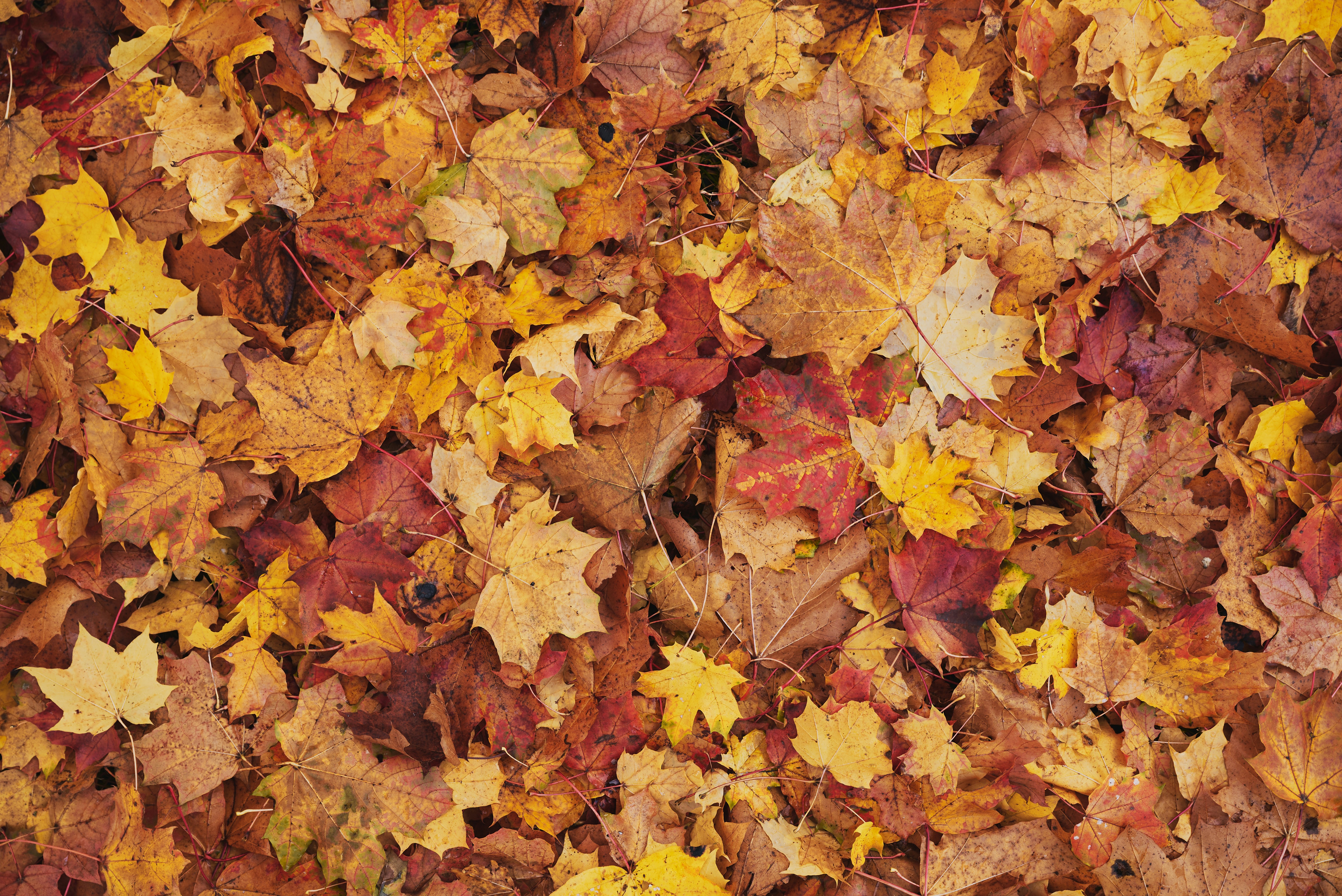 Photo by _devslashnull_