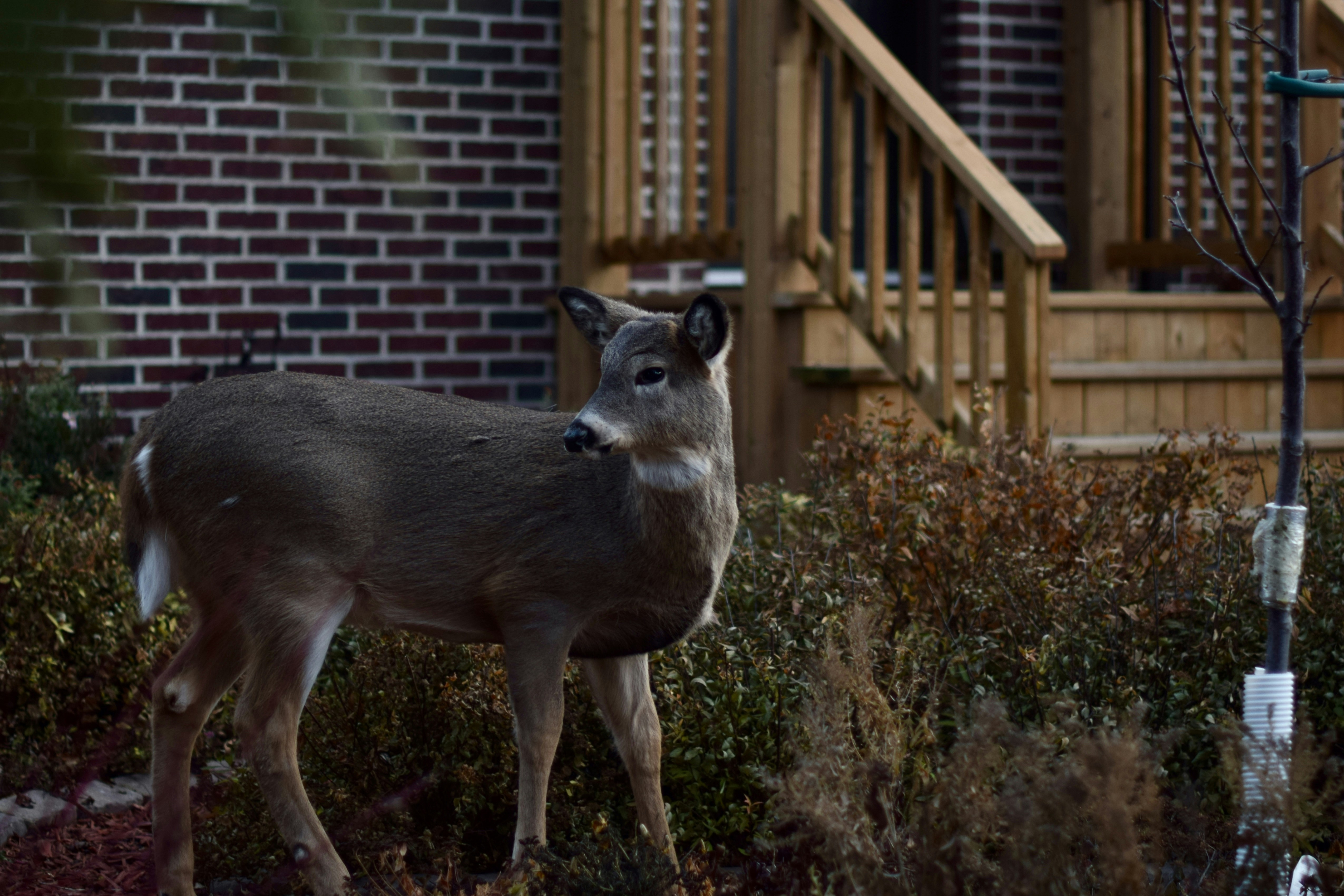 A deer stands near a house with wooden stairs.