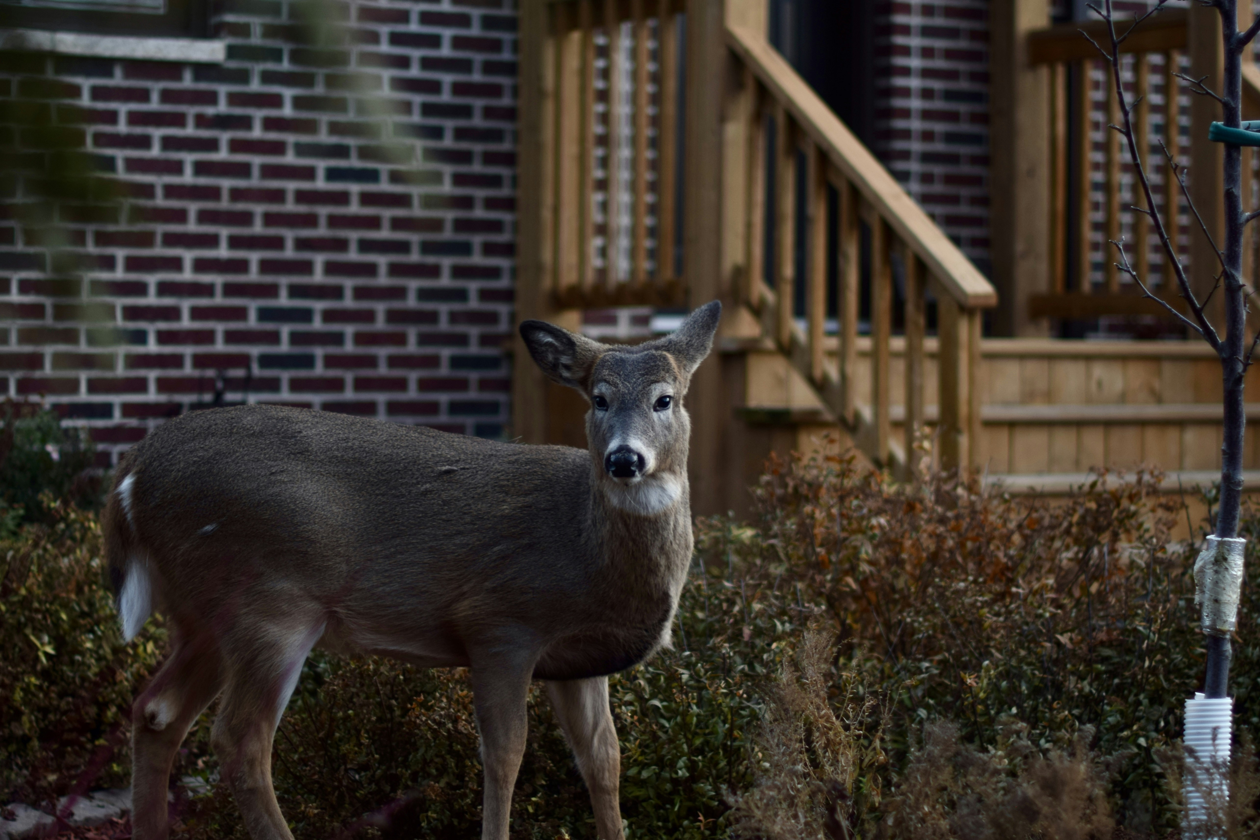 A deer stands near a brick house with wooden stairs.