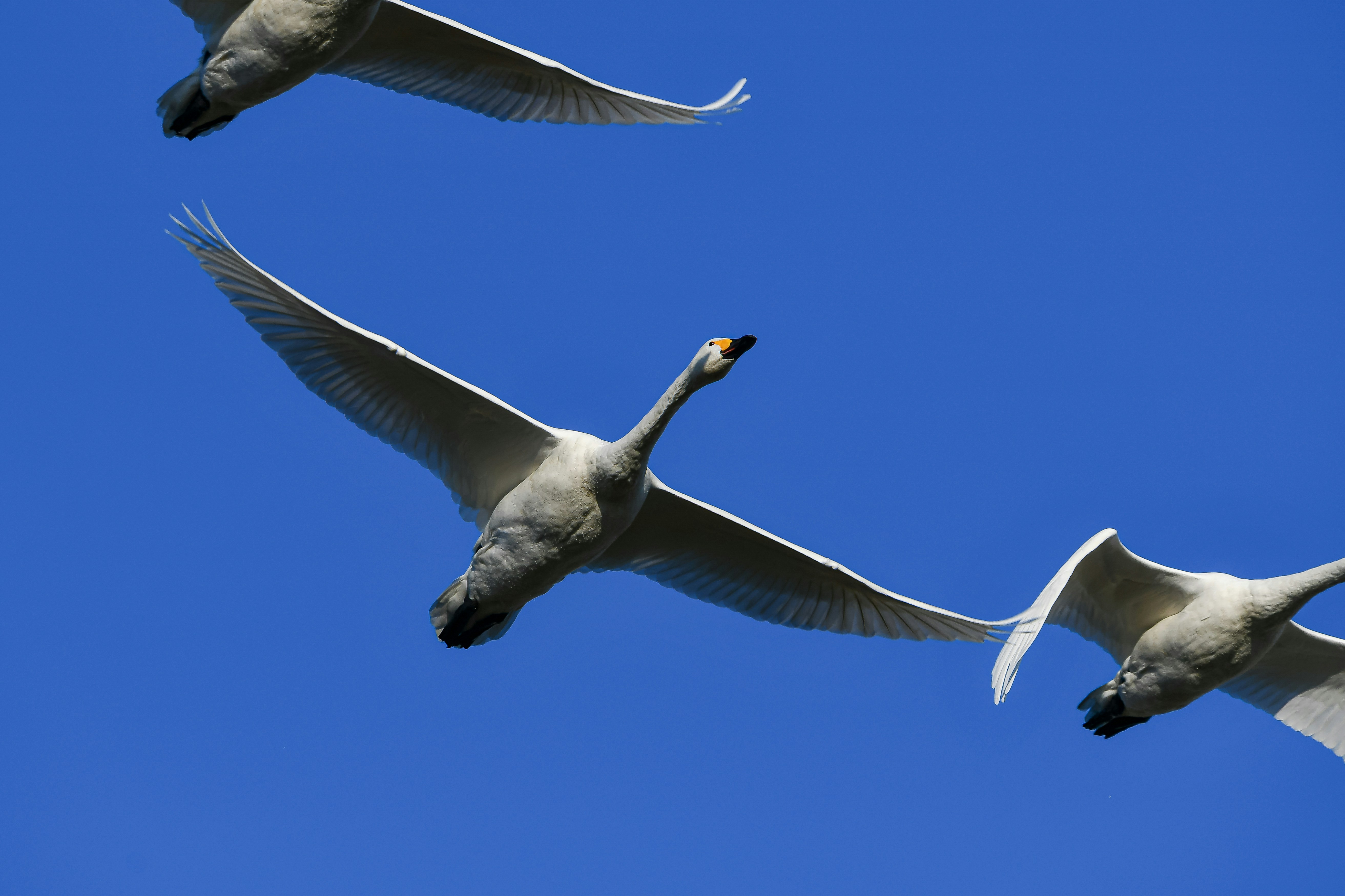 Three swans flying in a clear blue sky