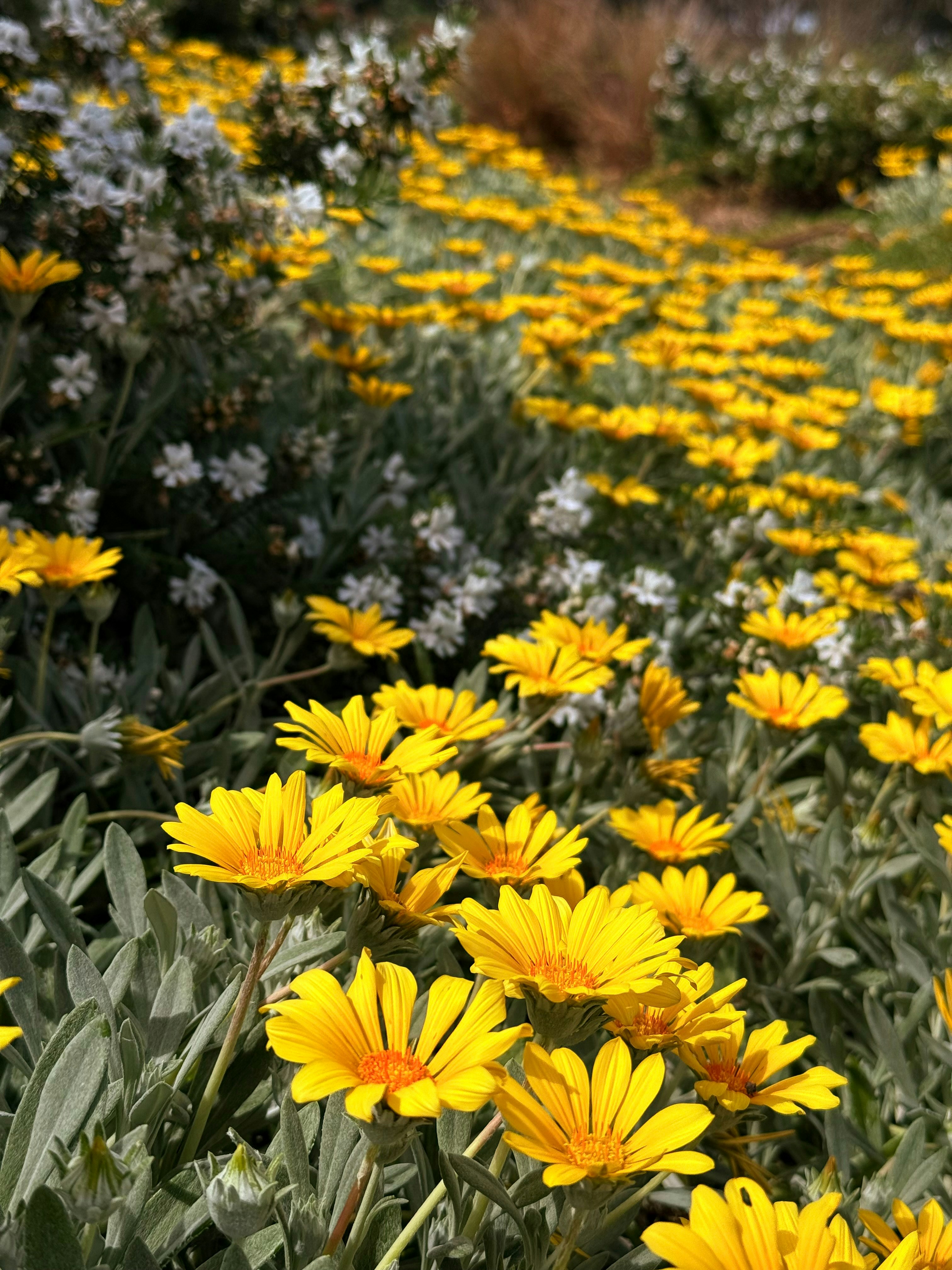 Field of yellow and white wildflowers in bloom