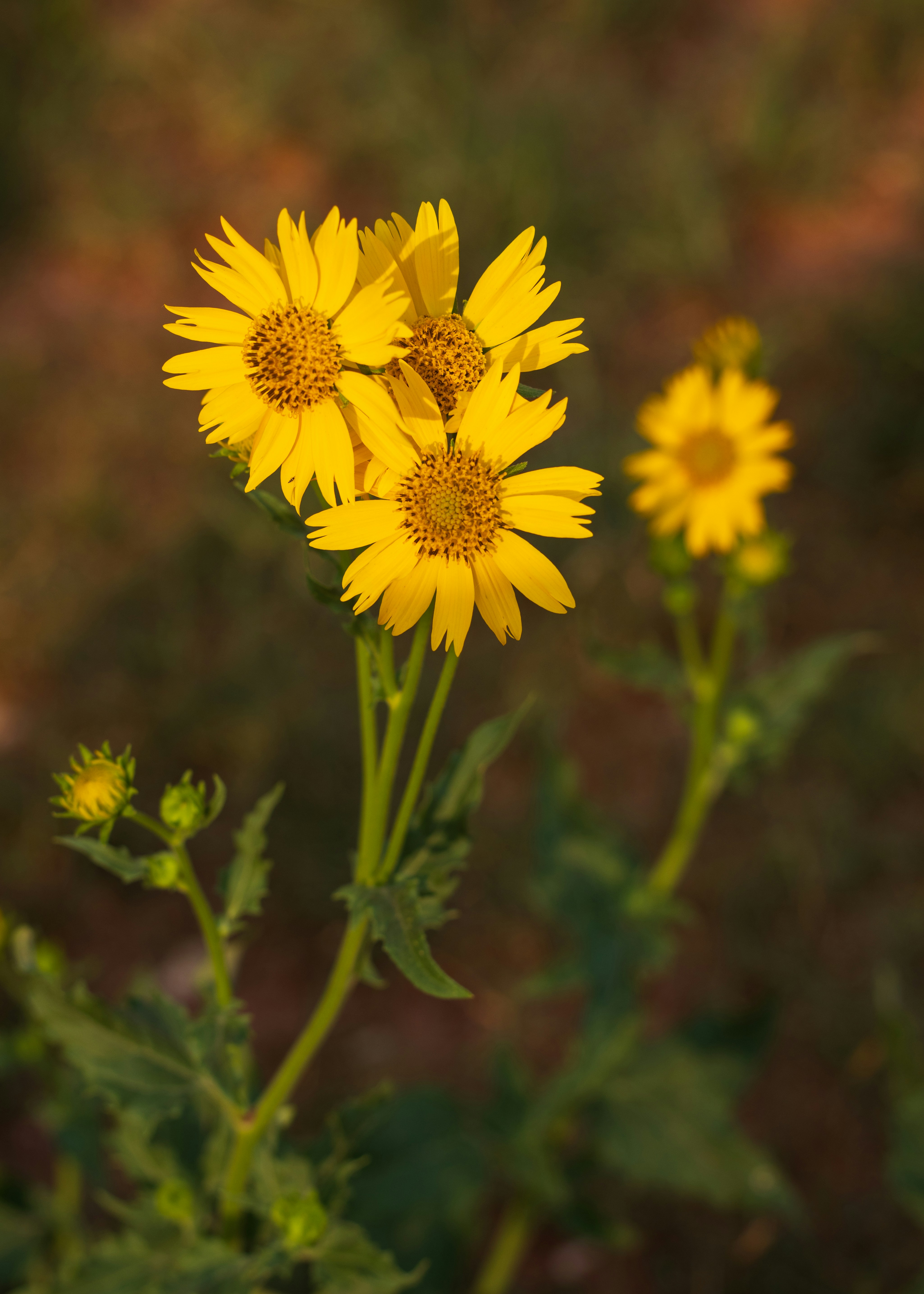 Three yellow wildflowers bloom in a field.