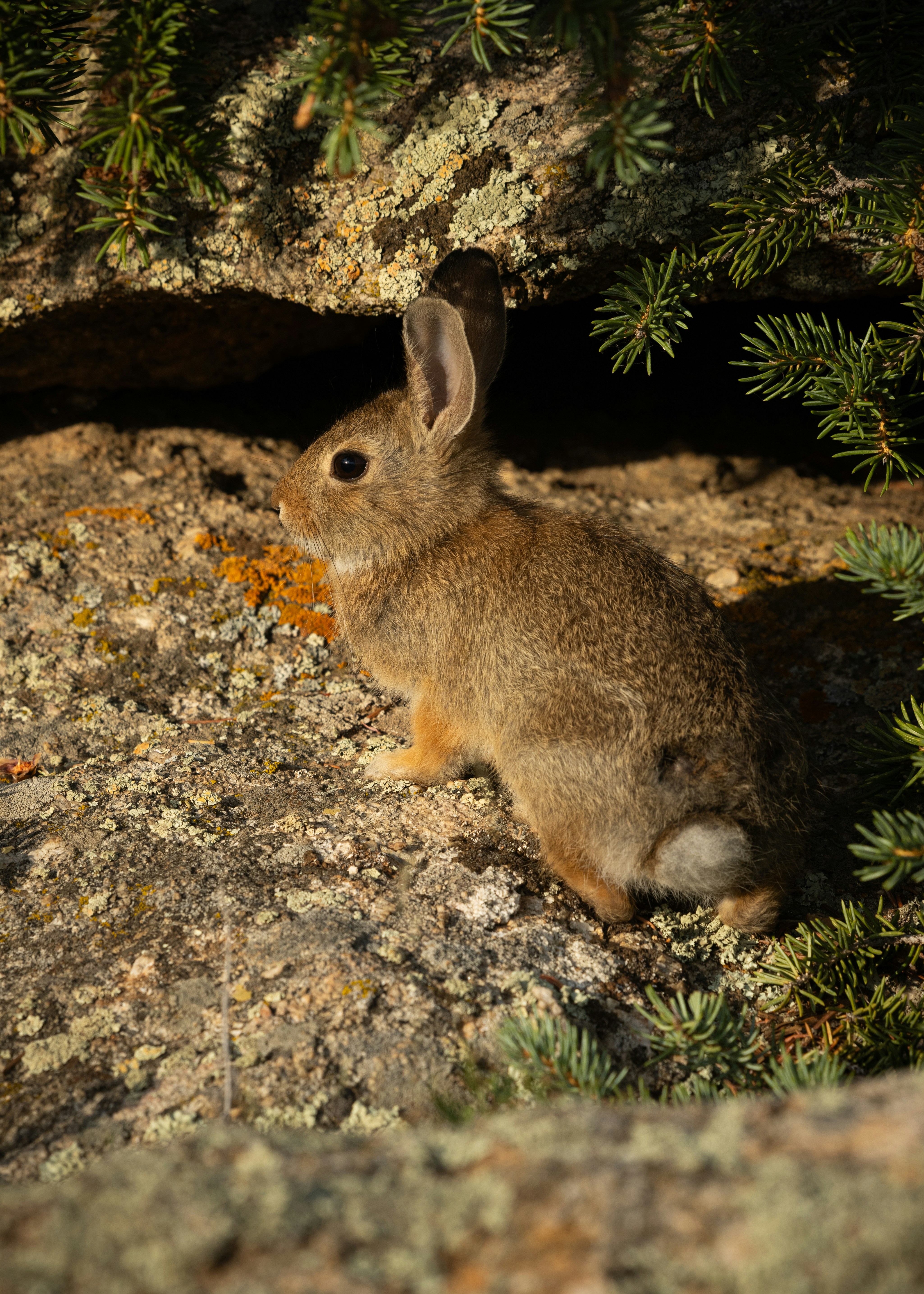 A small rabbit sits on a rock near pine branches.