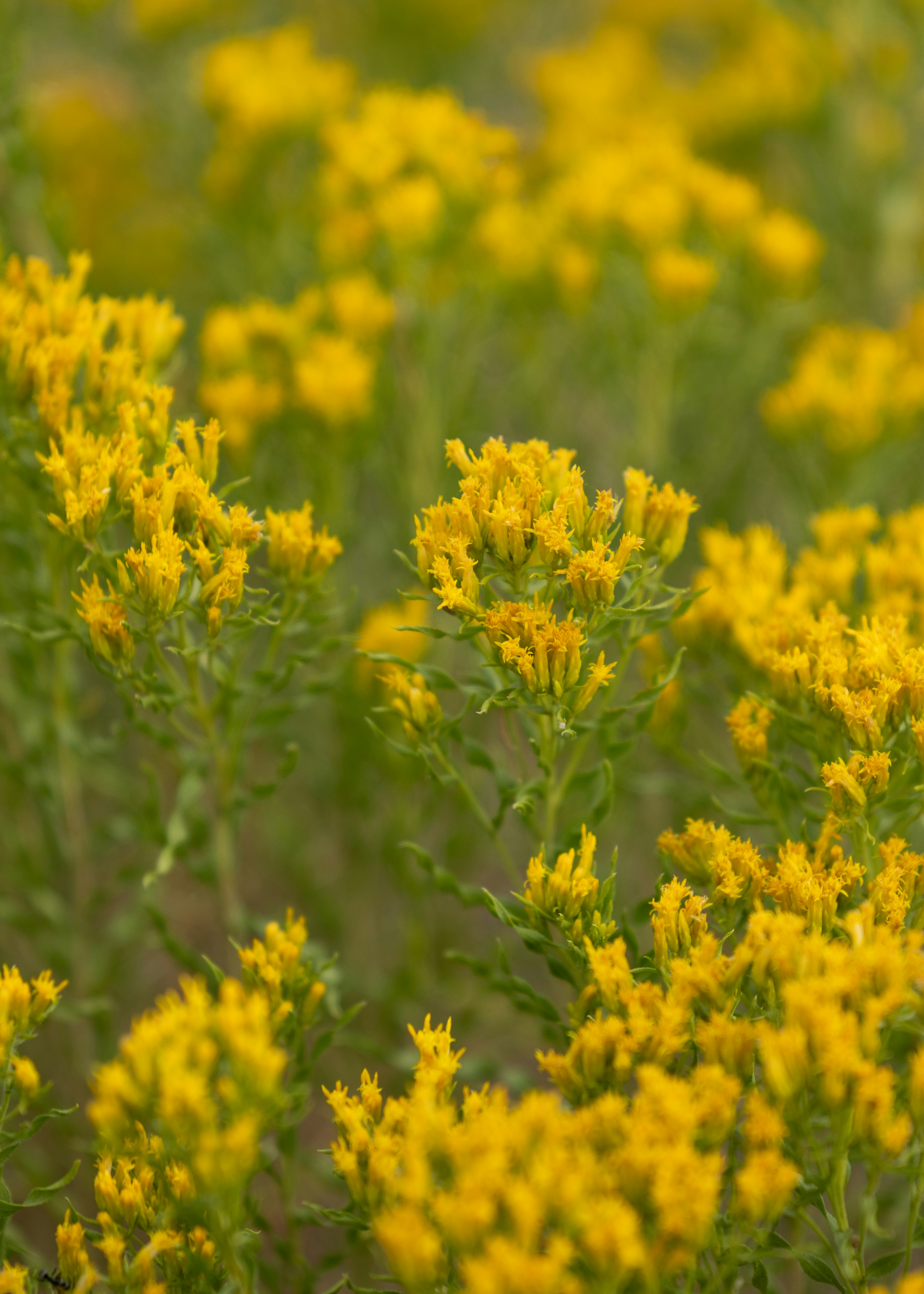 Field of small yellow wildflowers in bloom.