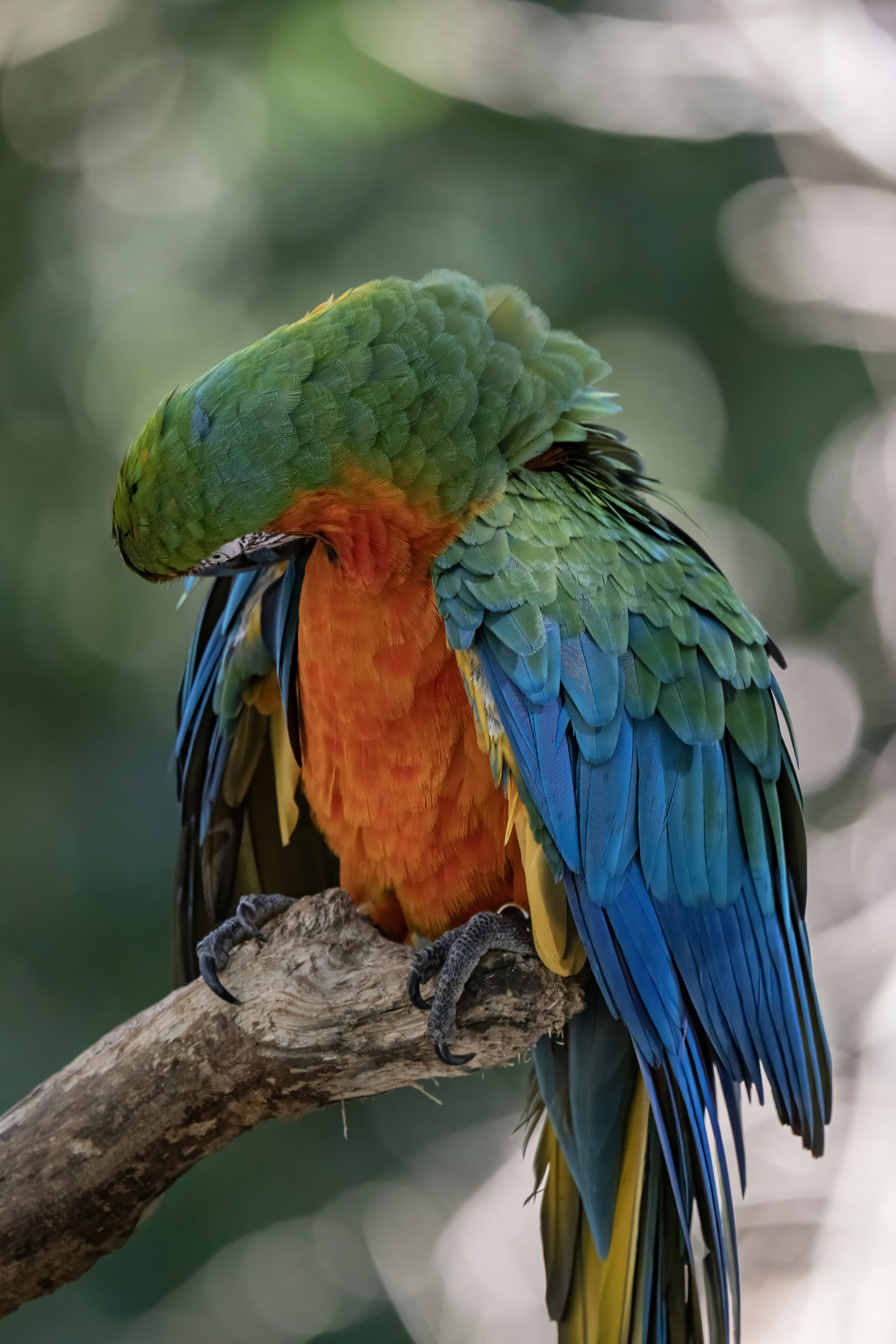 Photo by sergiofernandesindaiatuba