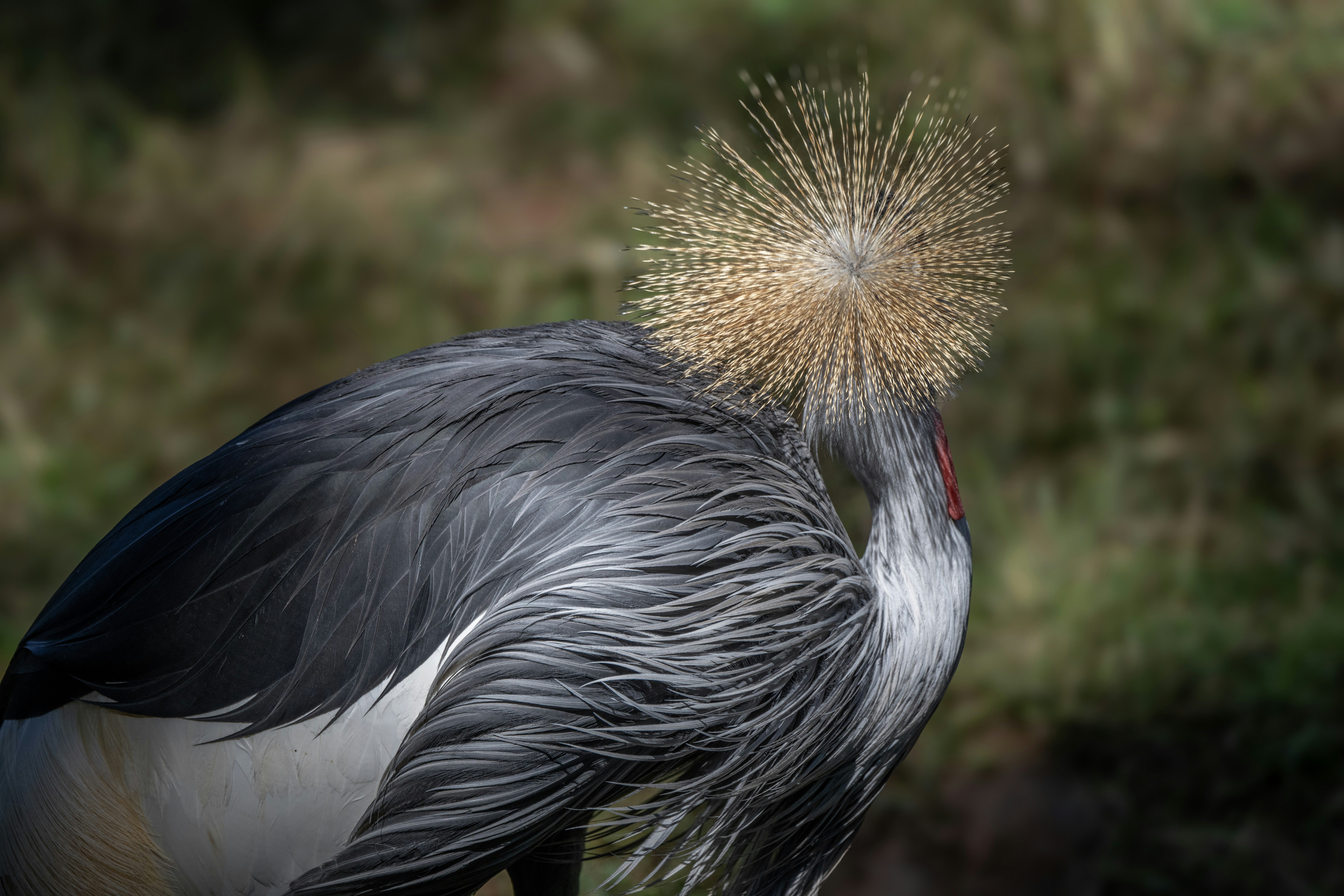 Photo by sergiofernandesindaiatuba