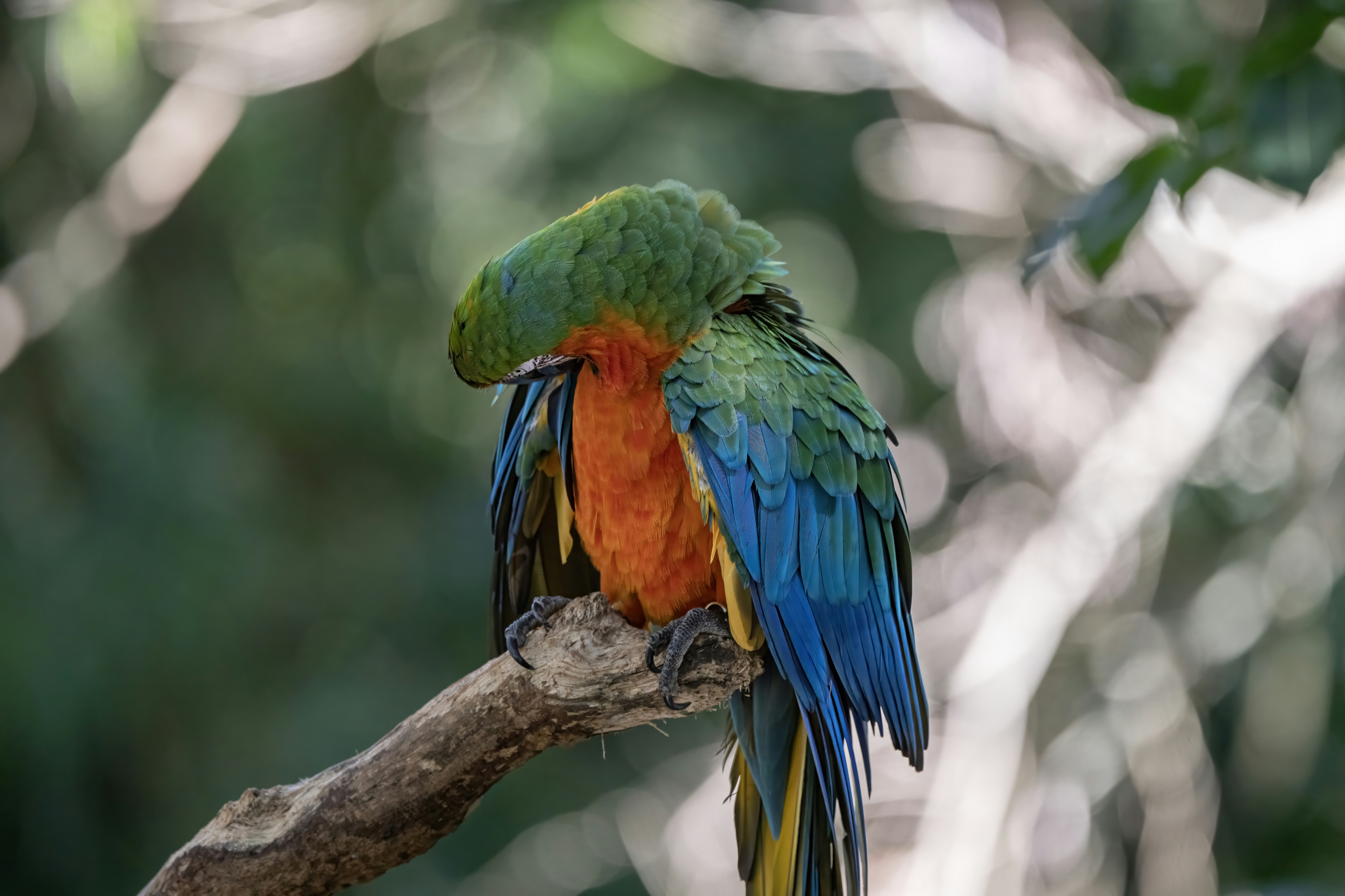 Photo by sergiofernandesindaiatuba