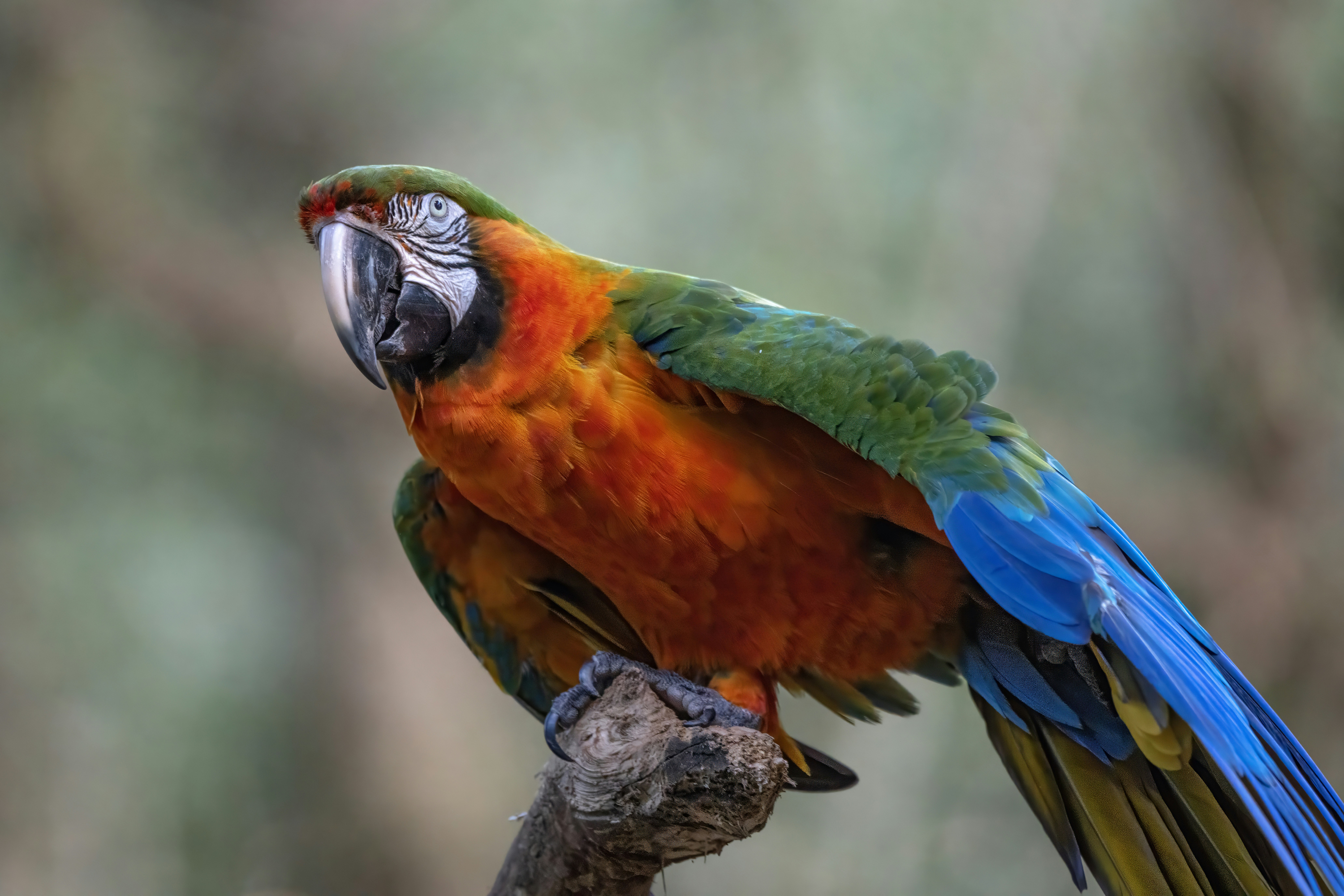 Photo by sergiofernandesindaiatuba