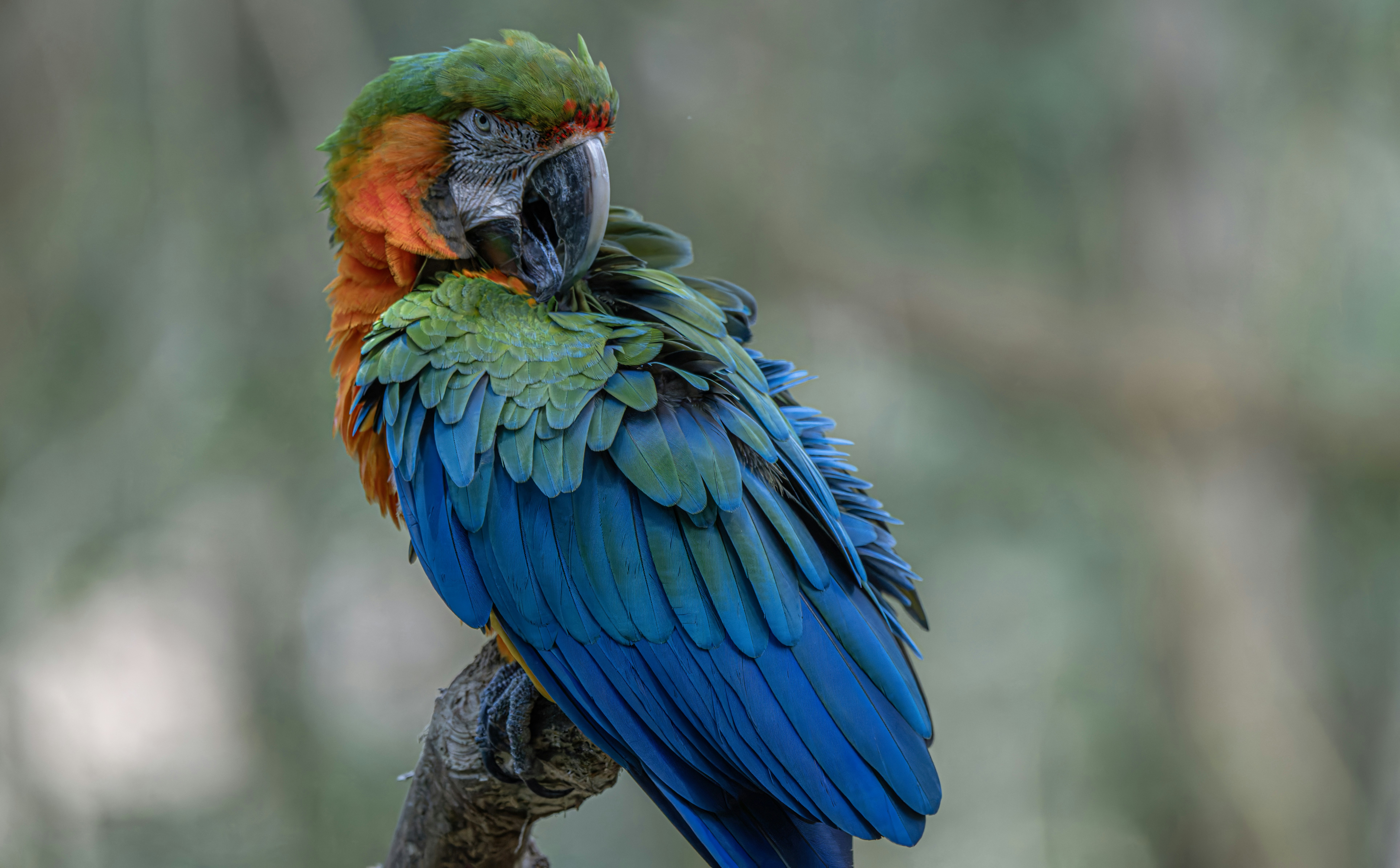 Photo by sergiofernandesindaiatuba