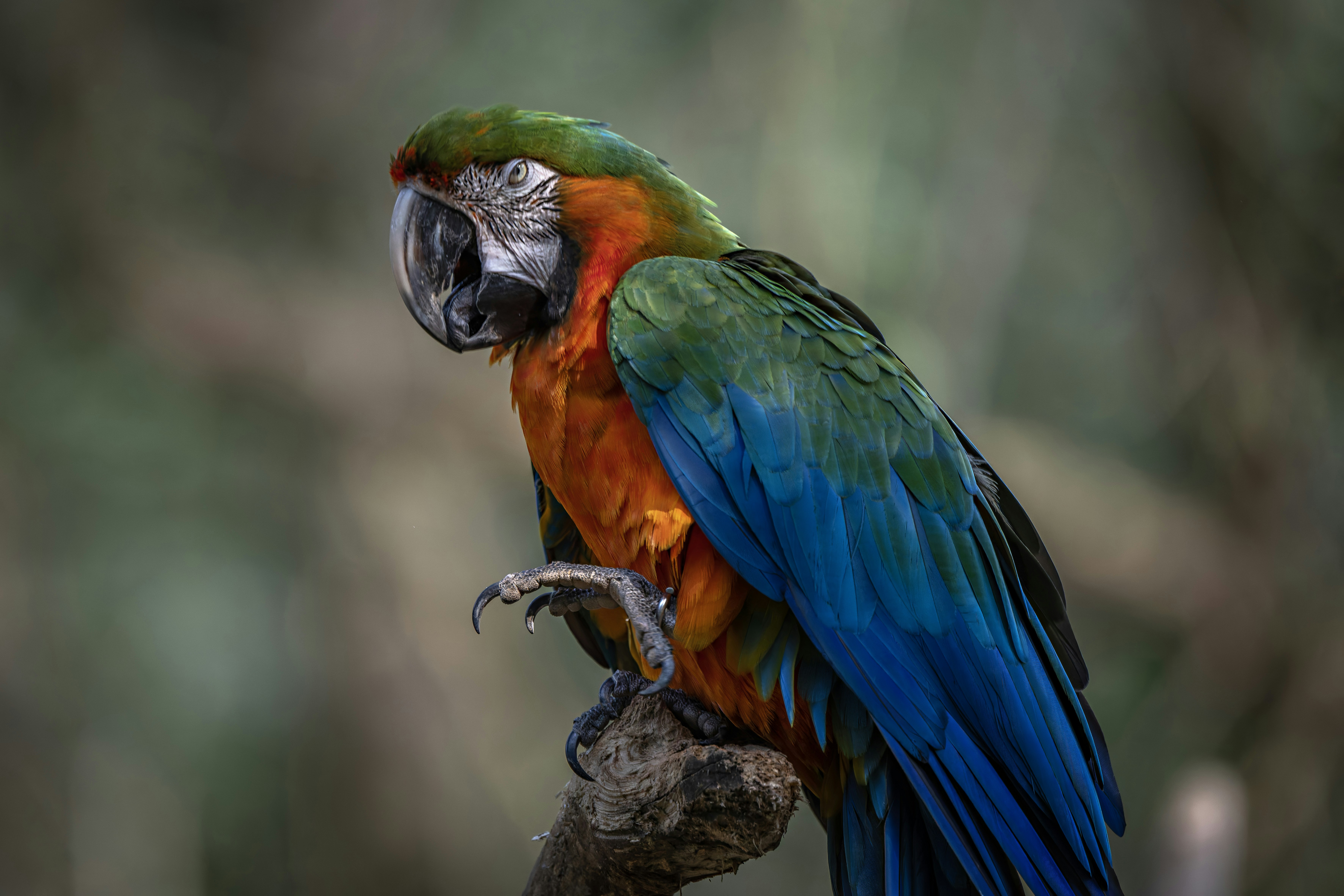 Photo by sergiofernandesindaiatuba