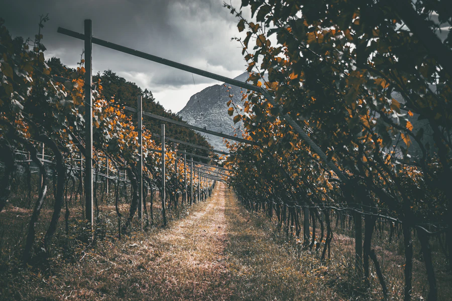 Vineyard rows leading to a distant mountain