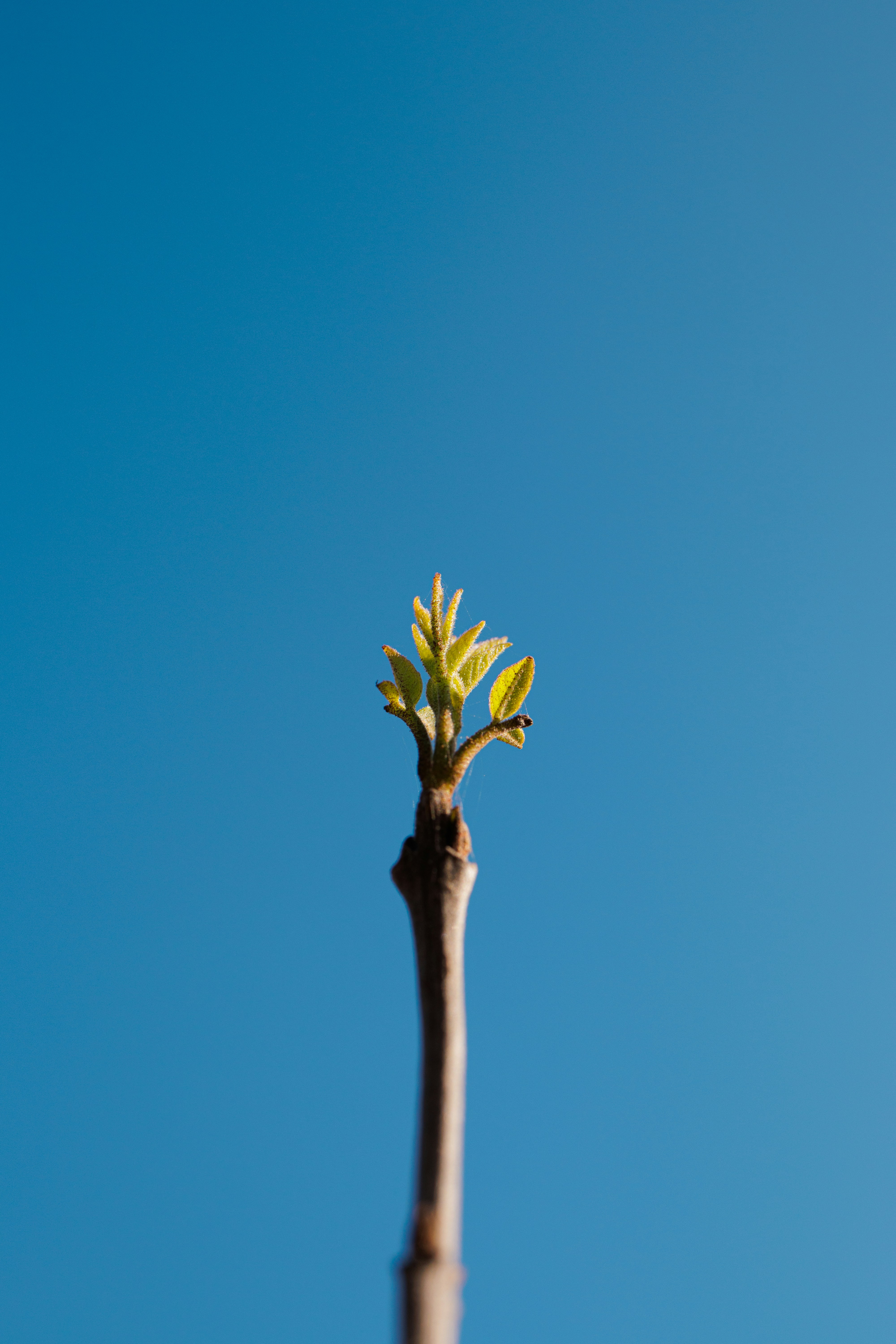 A budding branch against a clear blue sky
