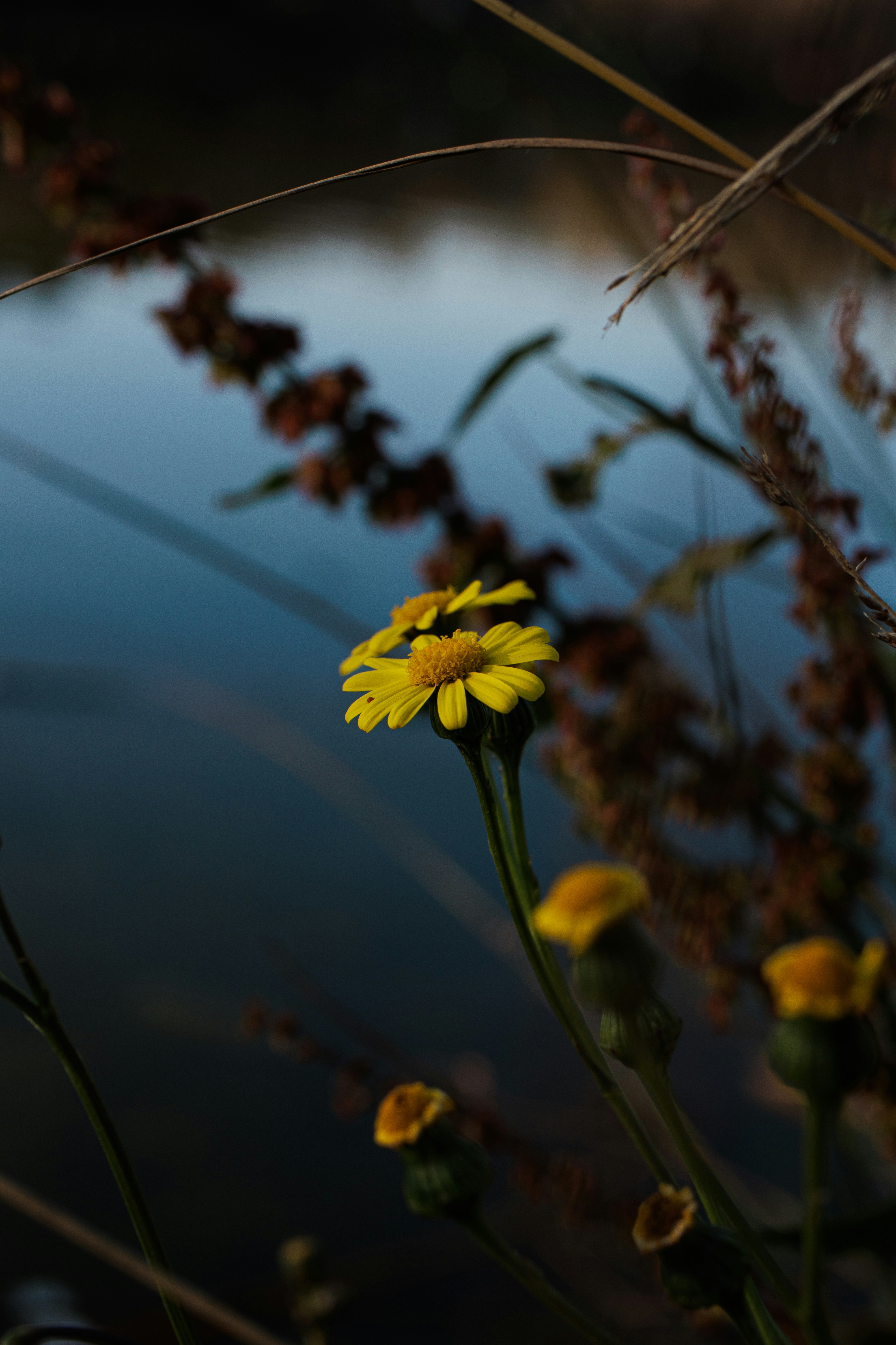 Yellow wildflowers bloom near calm water