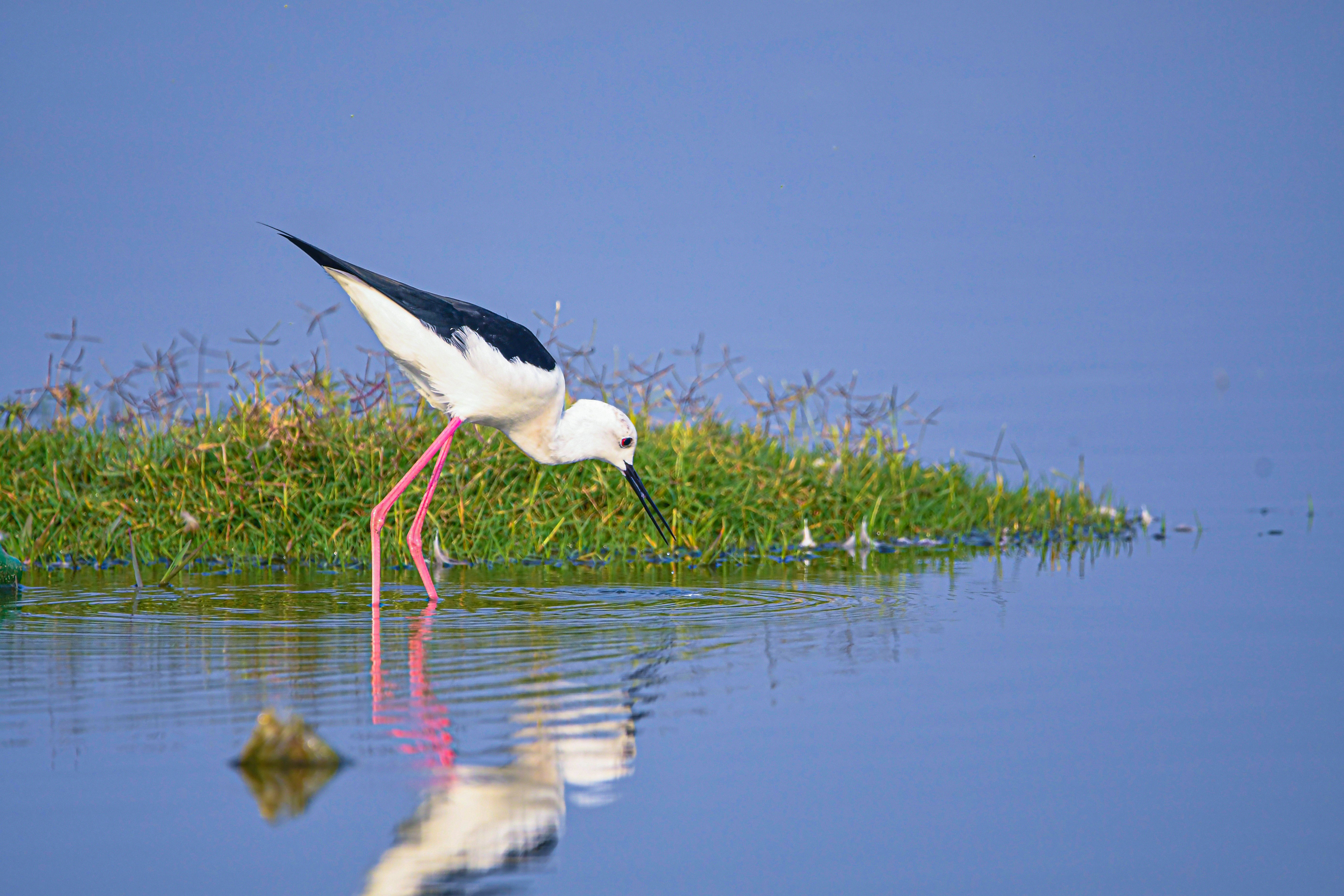 Black-winged stilt bird wading in shallow blue water.
