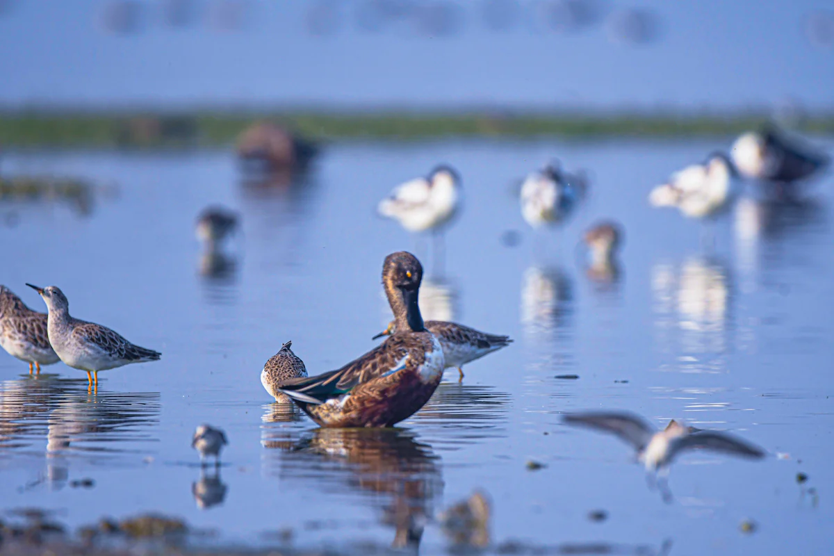 Kadalundi Bird Sanctuary