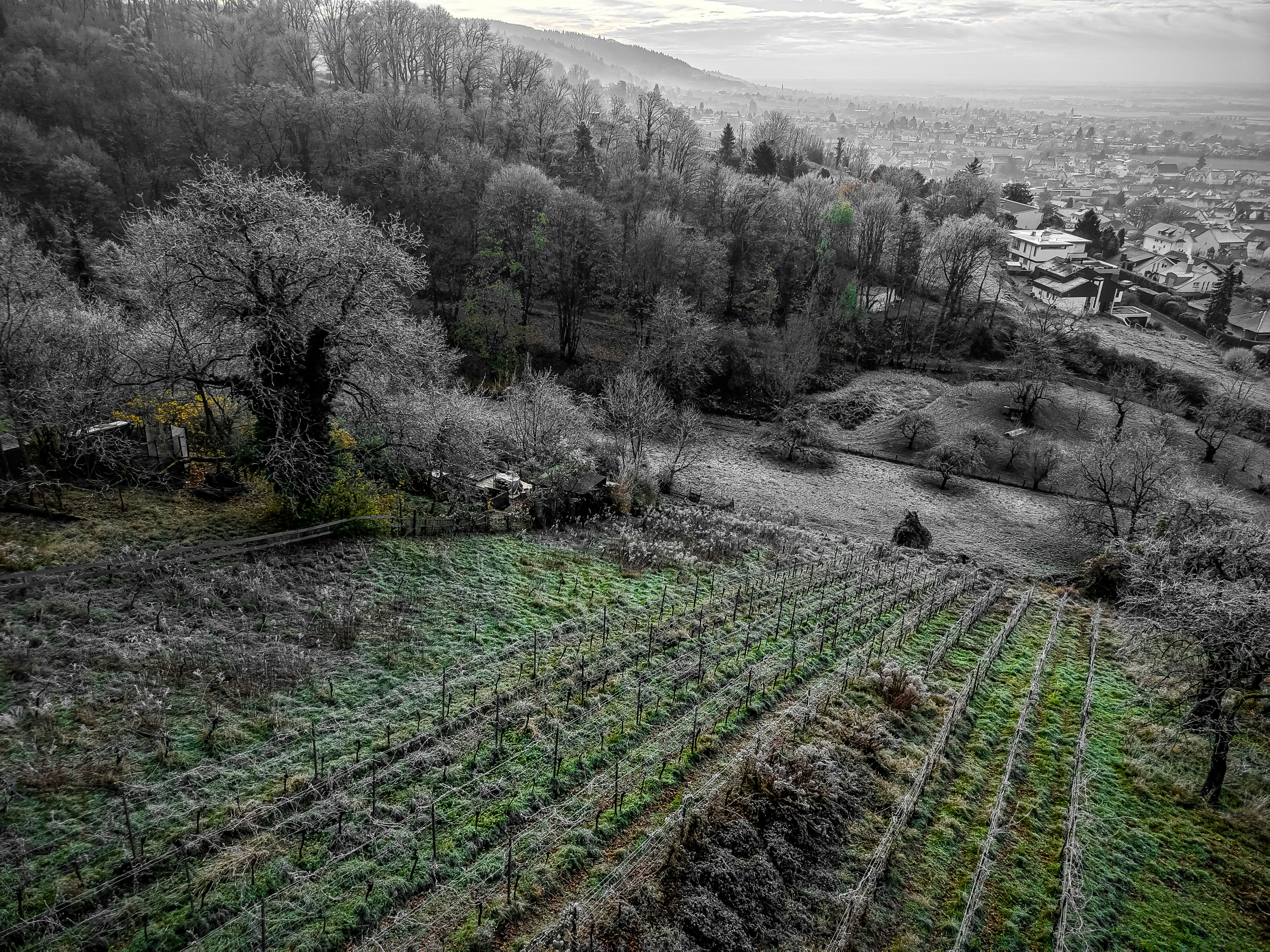 Rows of green plants on a hillside with trees