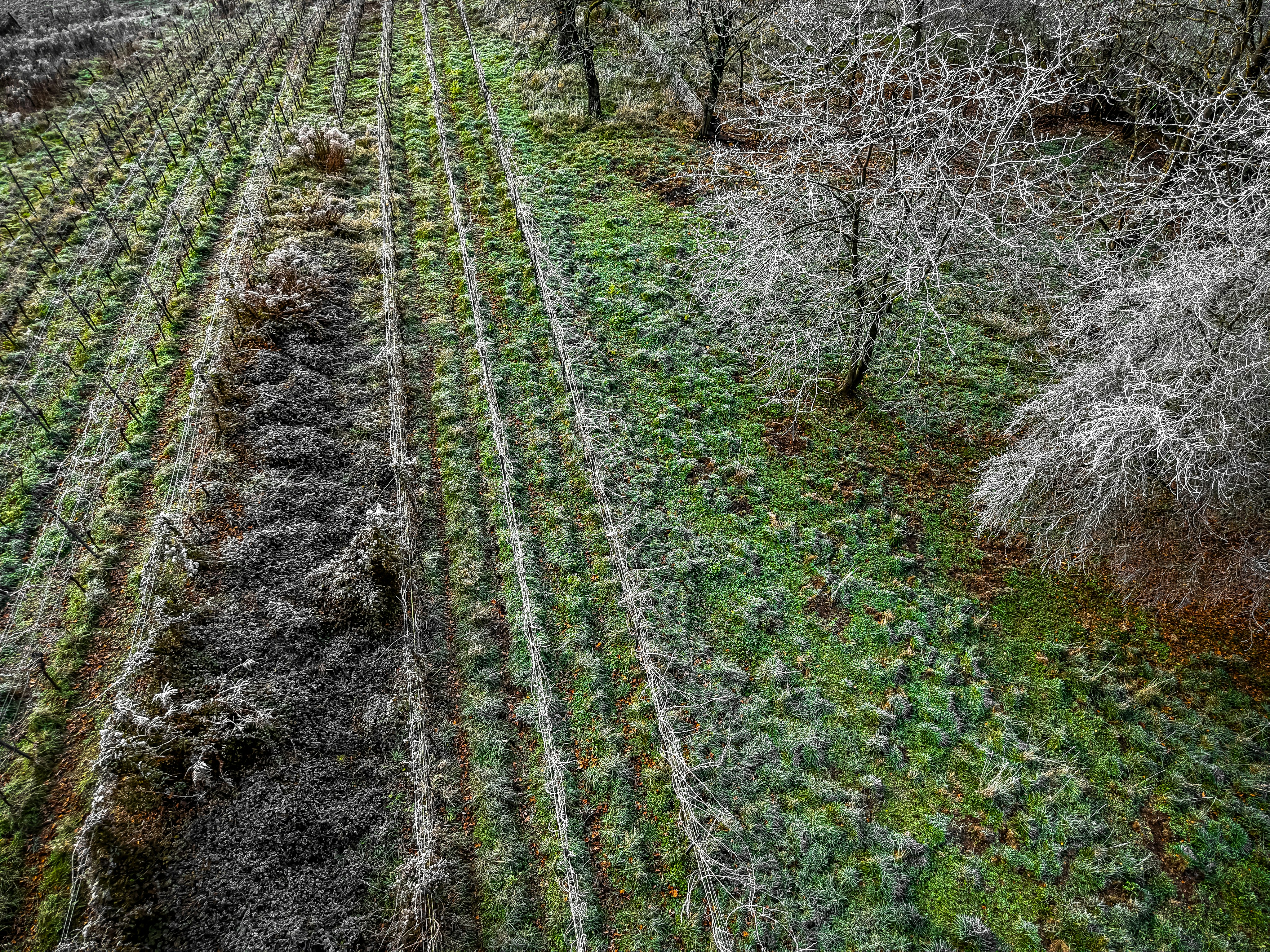 Rows of frost-covered plants in a field.