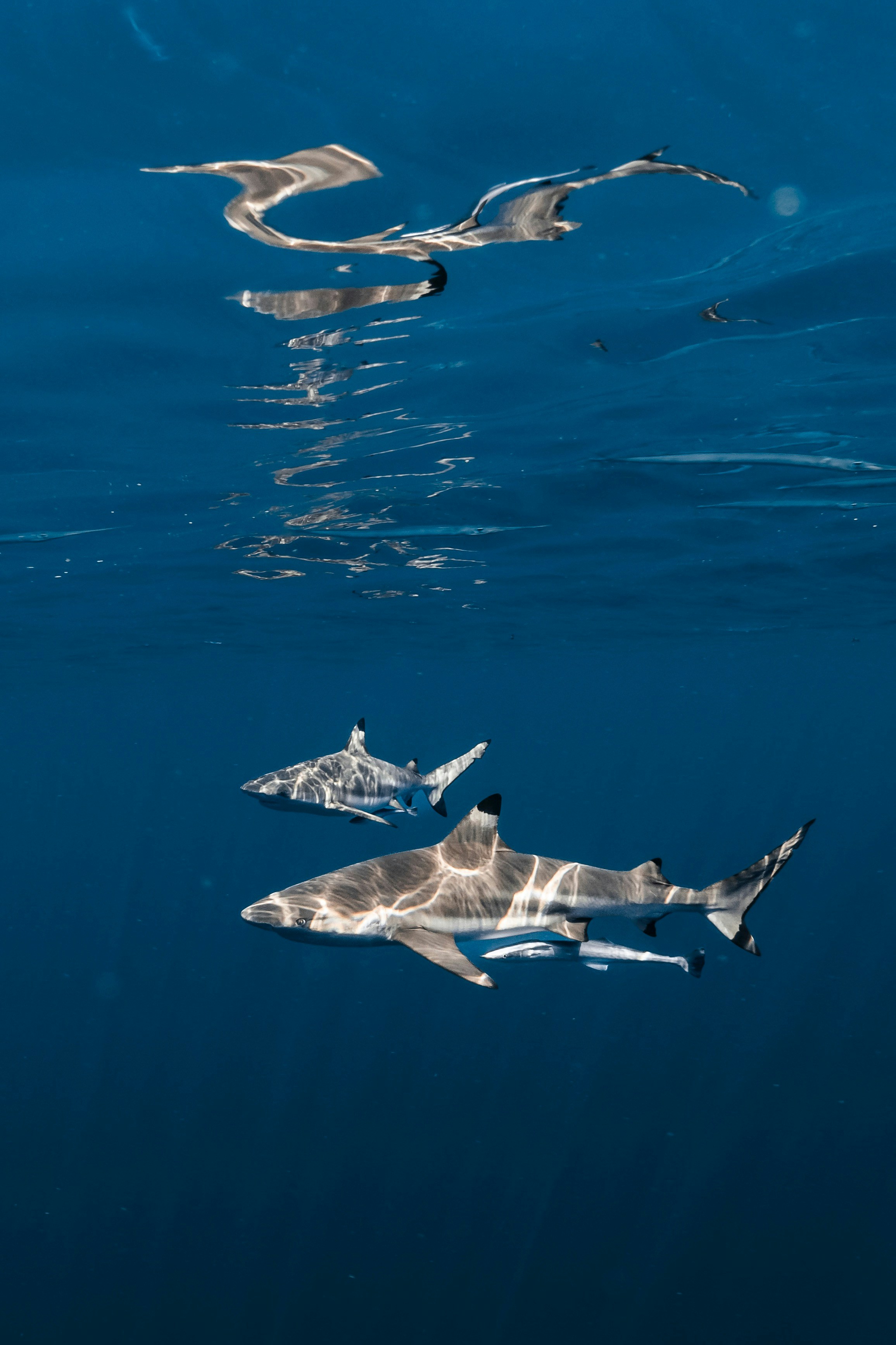 Two blacktip reef sharks swim in clear blue water.
