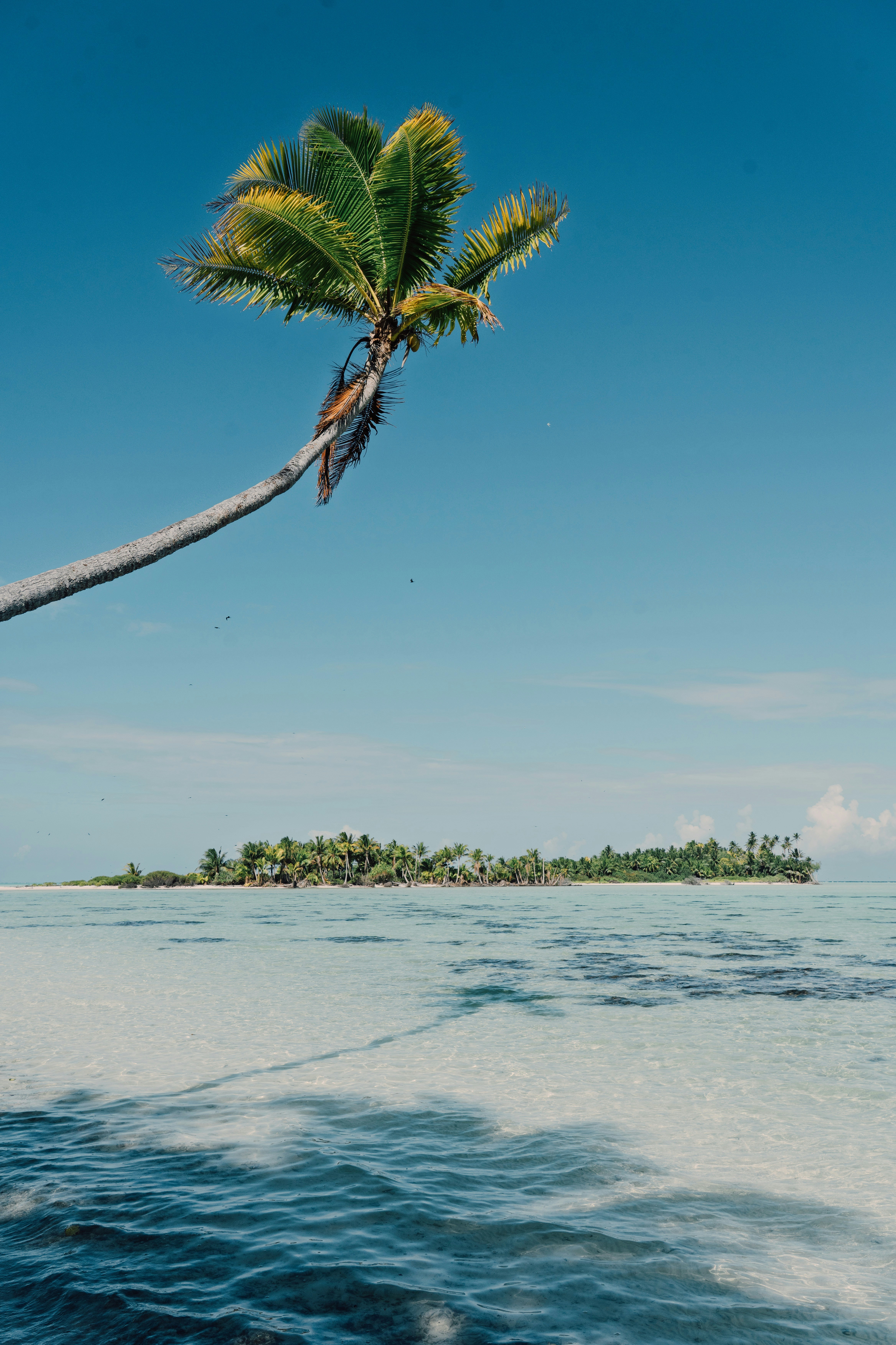 Palm tree leaning over clear turquoise ocean water.
