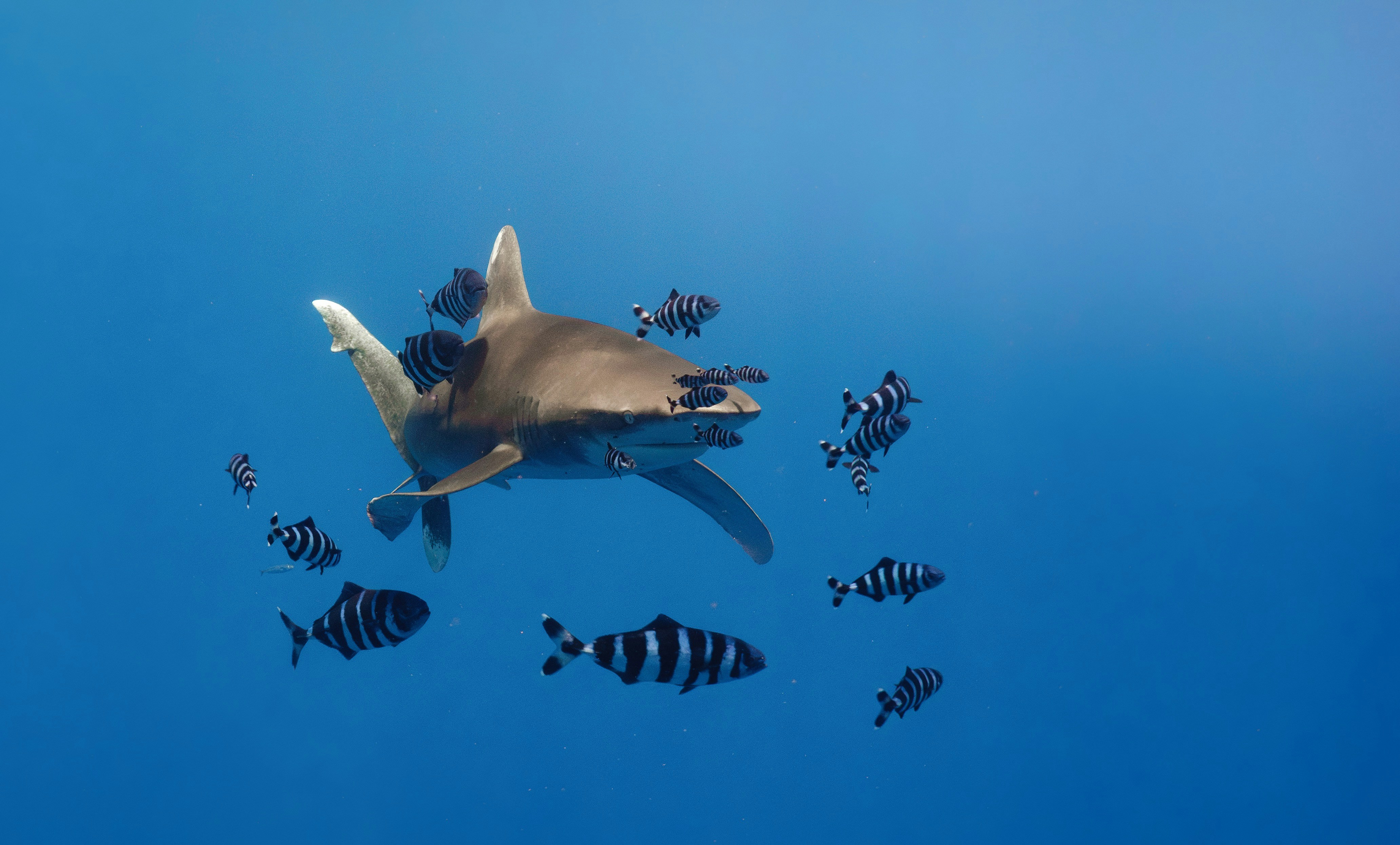 Shark swims with a school of striped fish