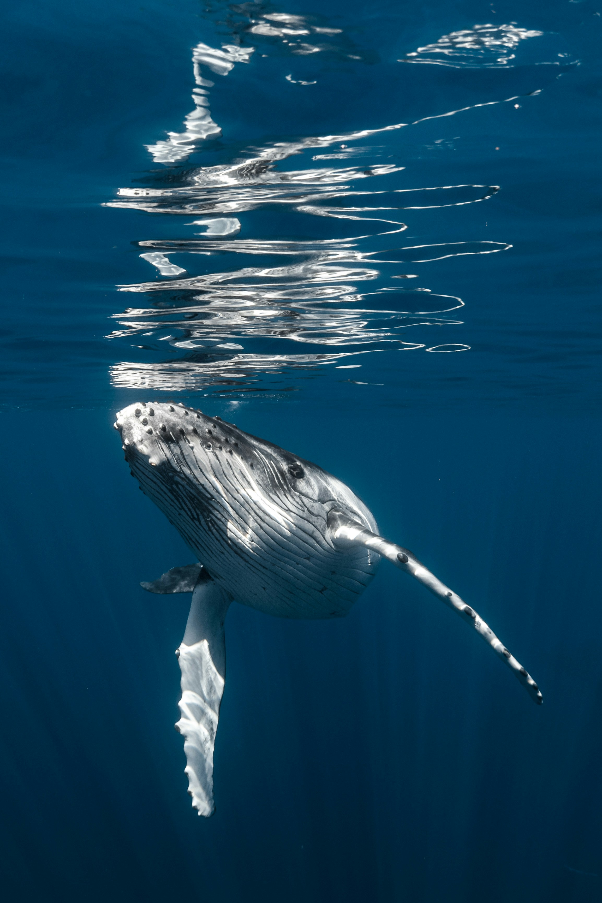 A humpback whale swims in the deep blue ocean.