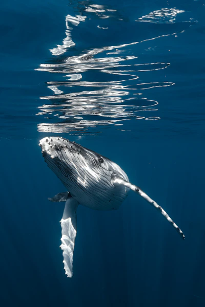 A humpback whale swims in the deep blue ocean.