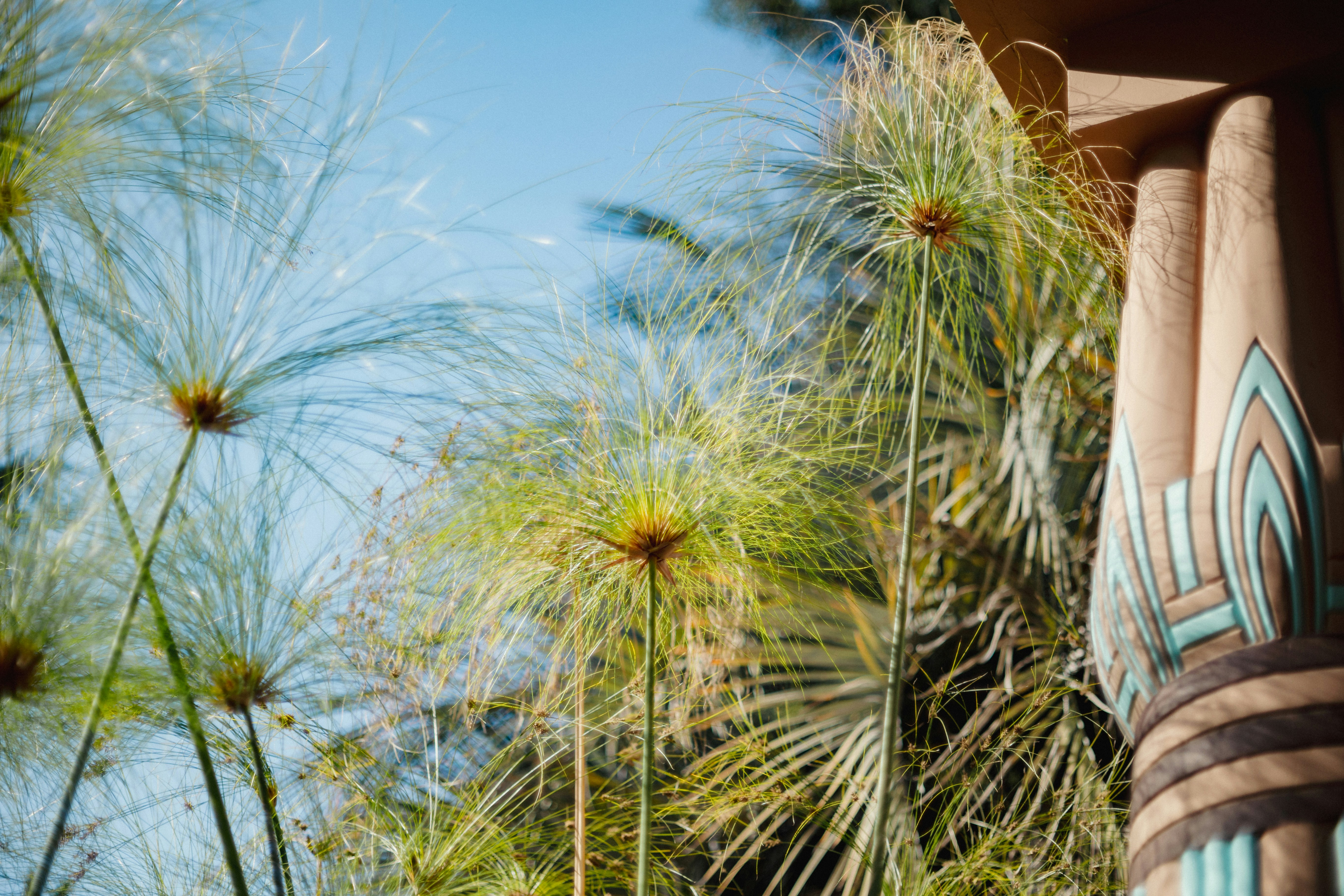 Plantas altas de papiro contra un cielo azul
