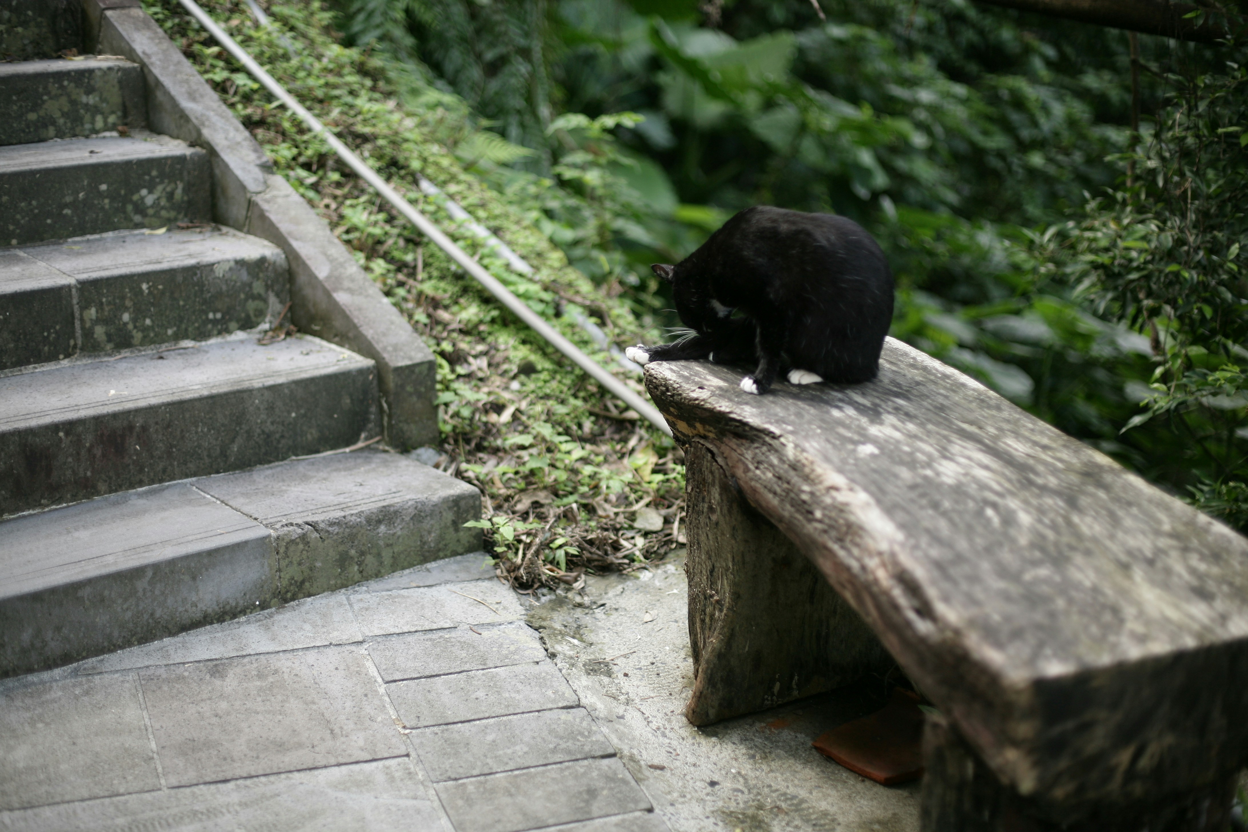 A black cat sits on a wooden bench near stairs.