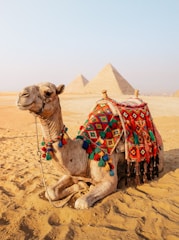 Camel resting in front of egyptian pyramids