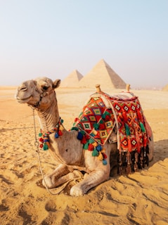 Camel resting in front of egyptian pyramids