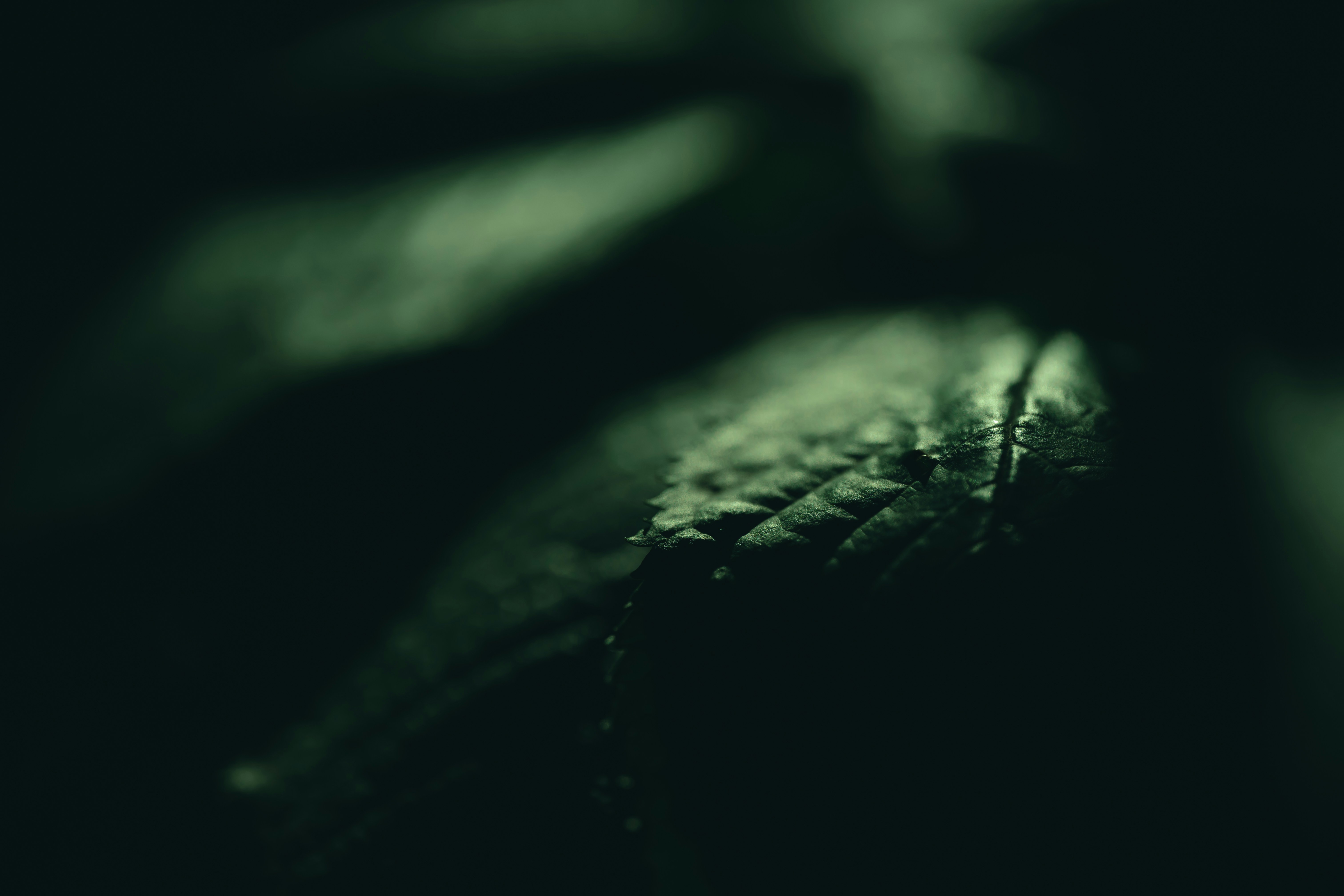 Photo by volodymyr_leush