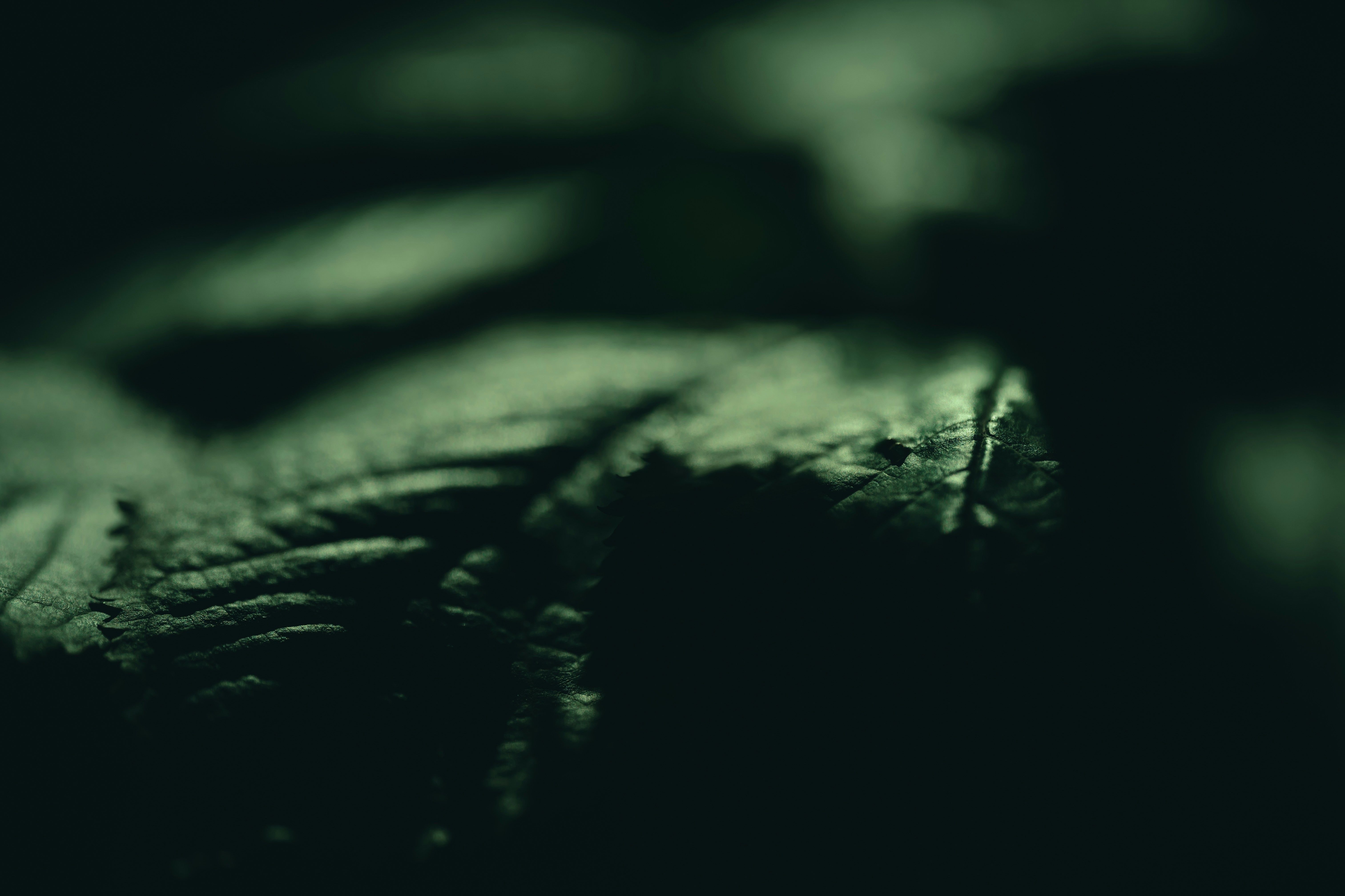 Photo by volodymyr_leush