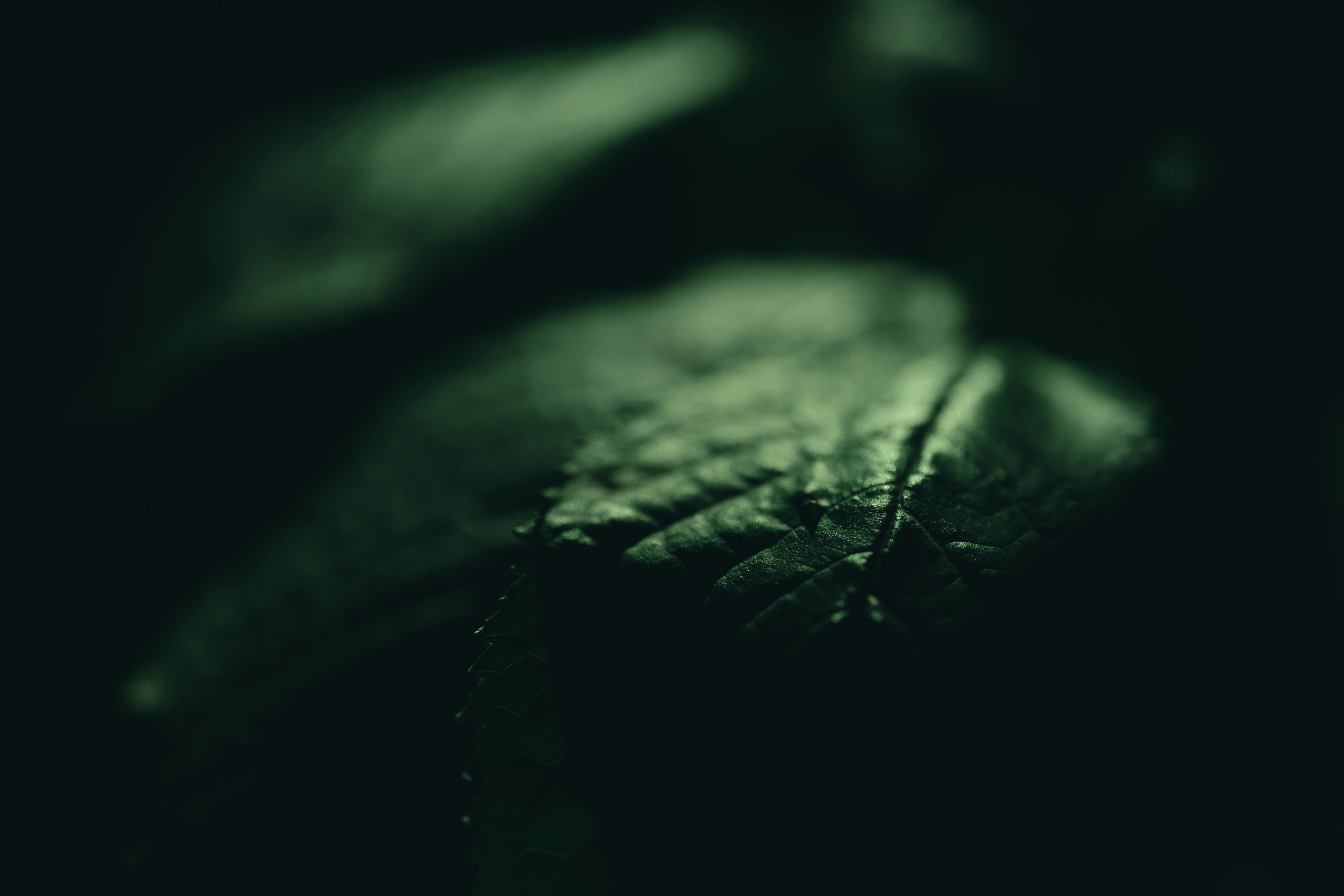 Photo by volodymyr_leush