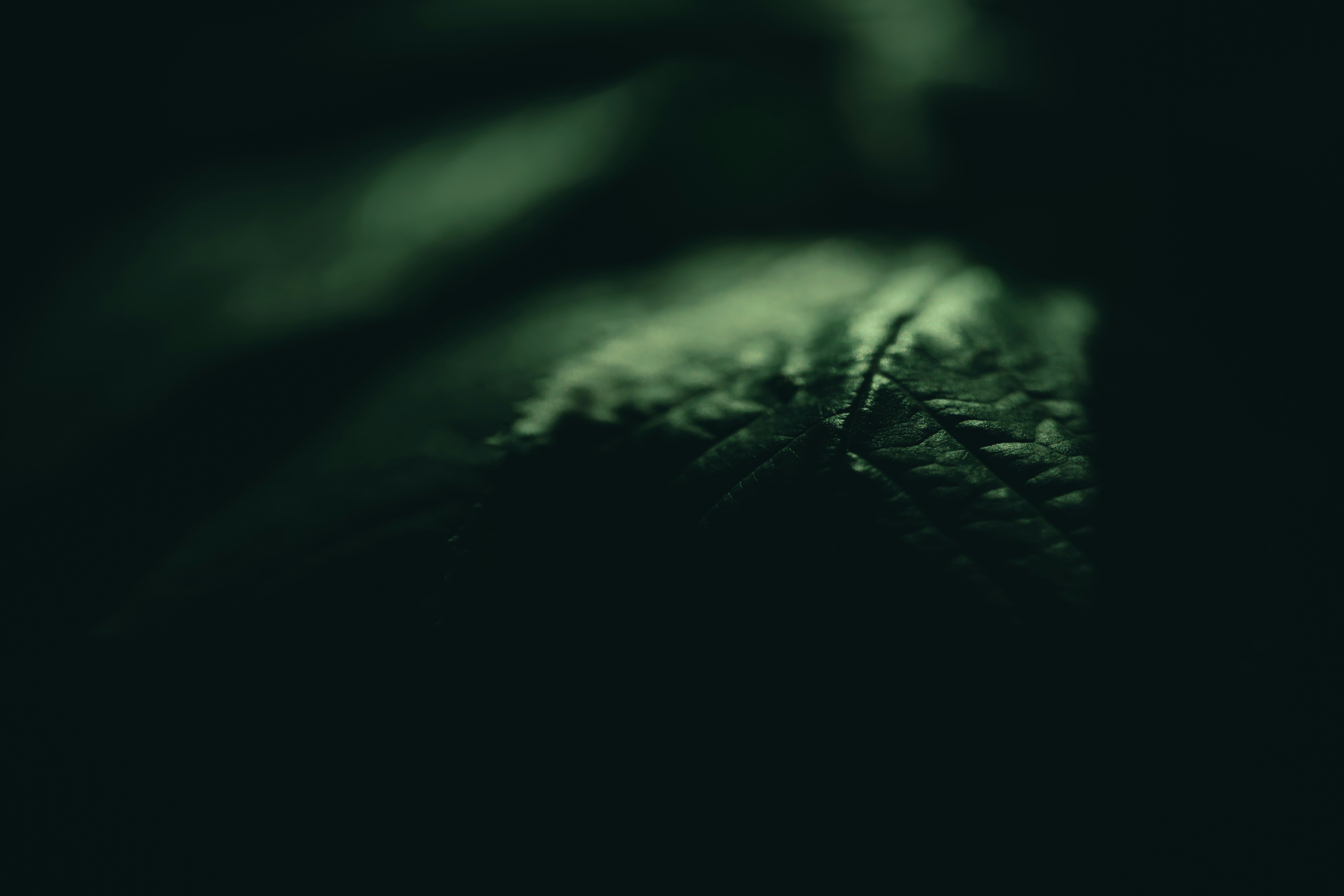 Photo by volodymyr_leush