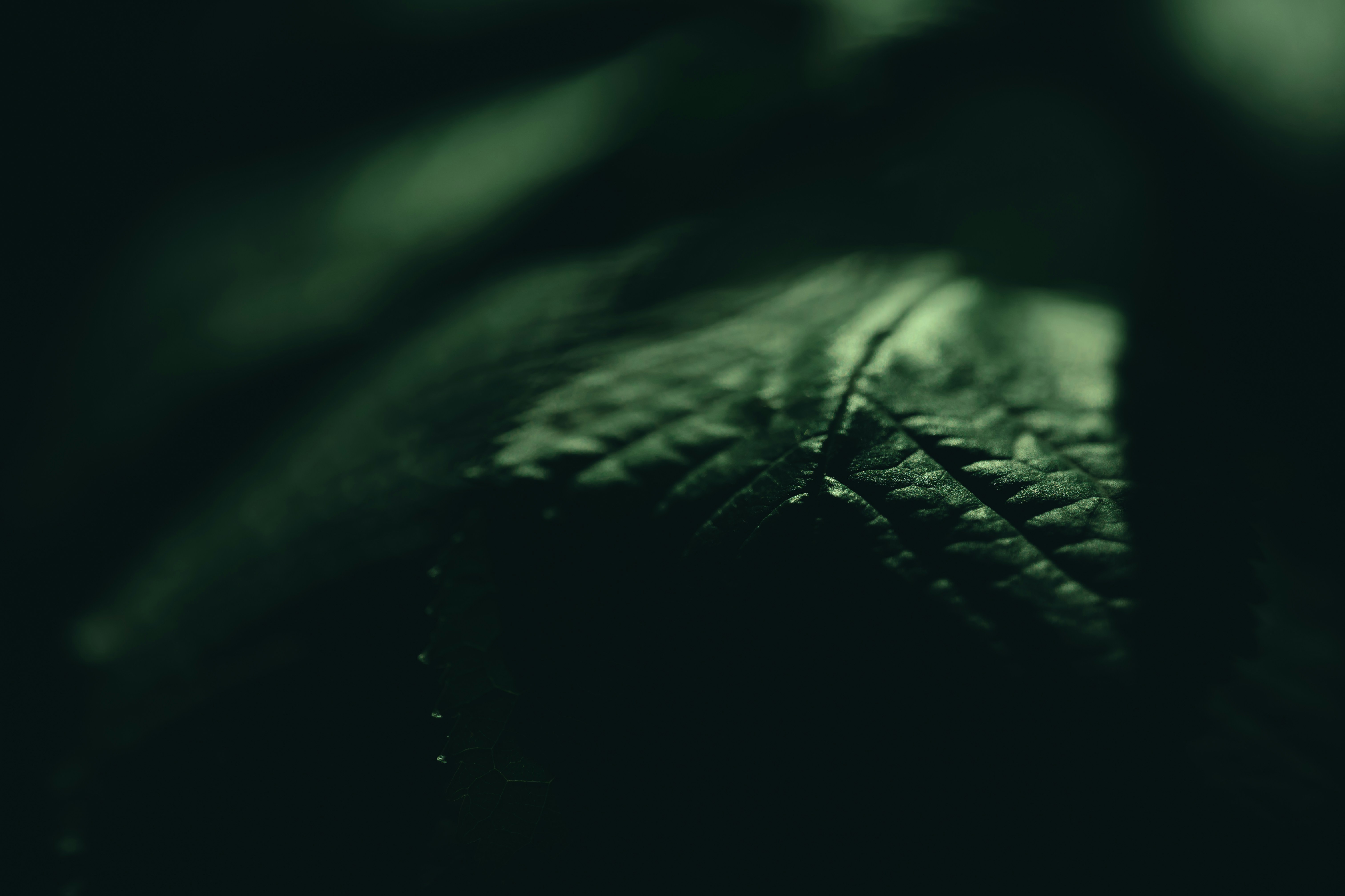 Photo by volodymyr_leush