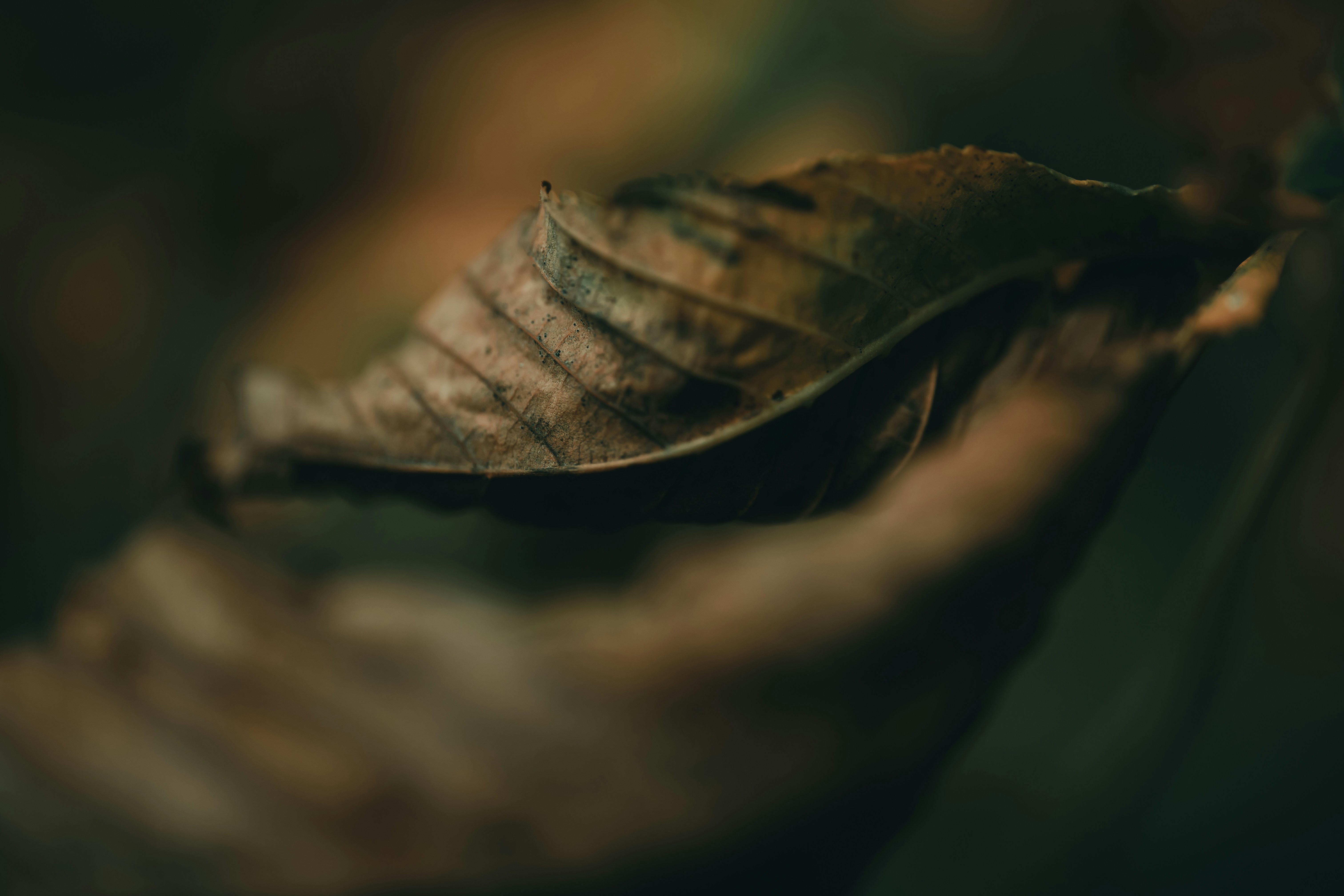 Photo by volodymyr_leush