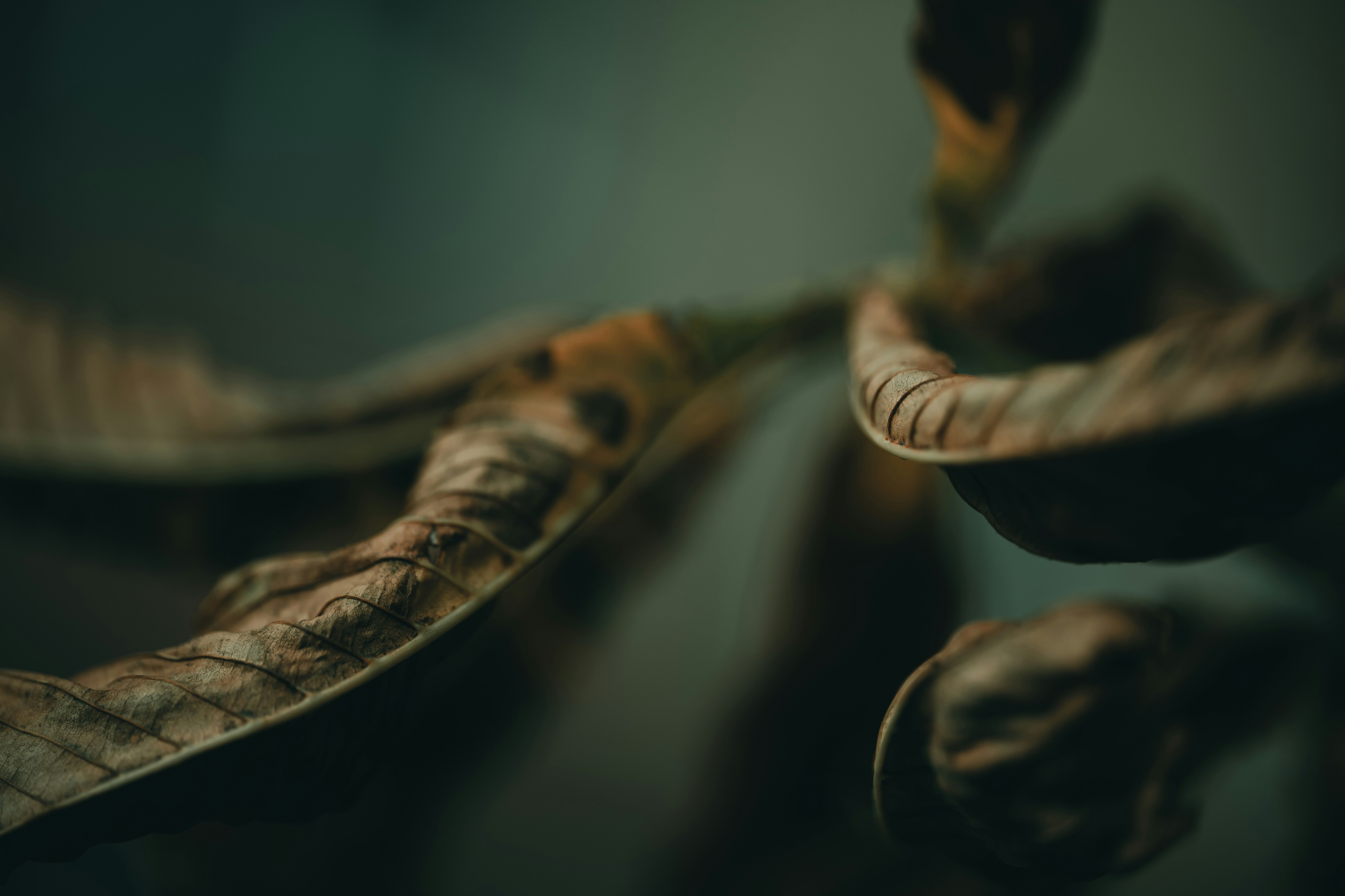 Photo by volodymyr_leush