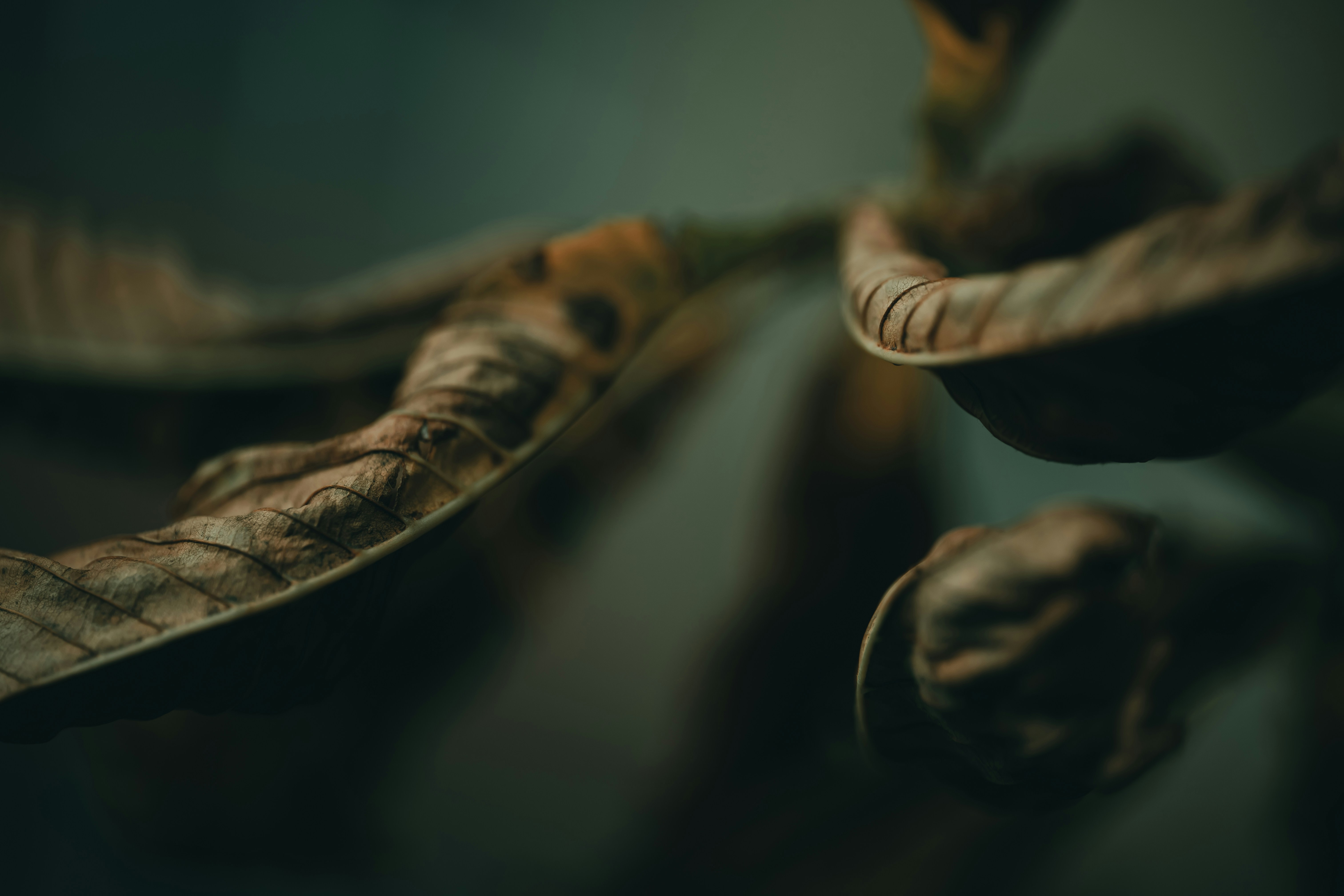 Photo by volodymyr_leush