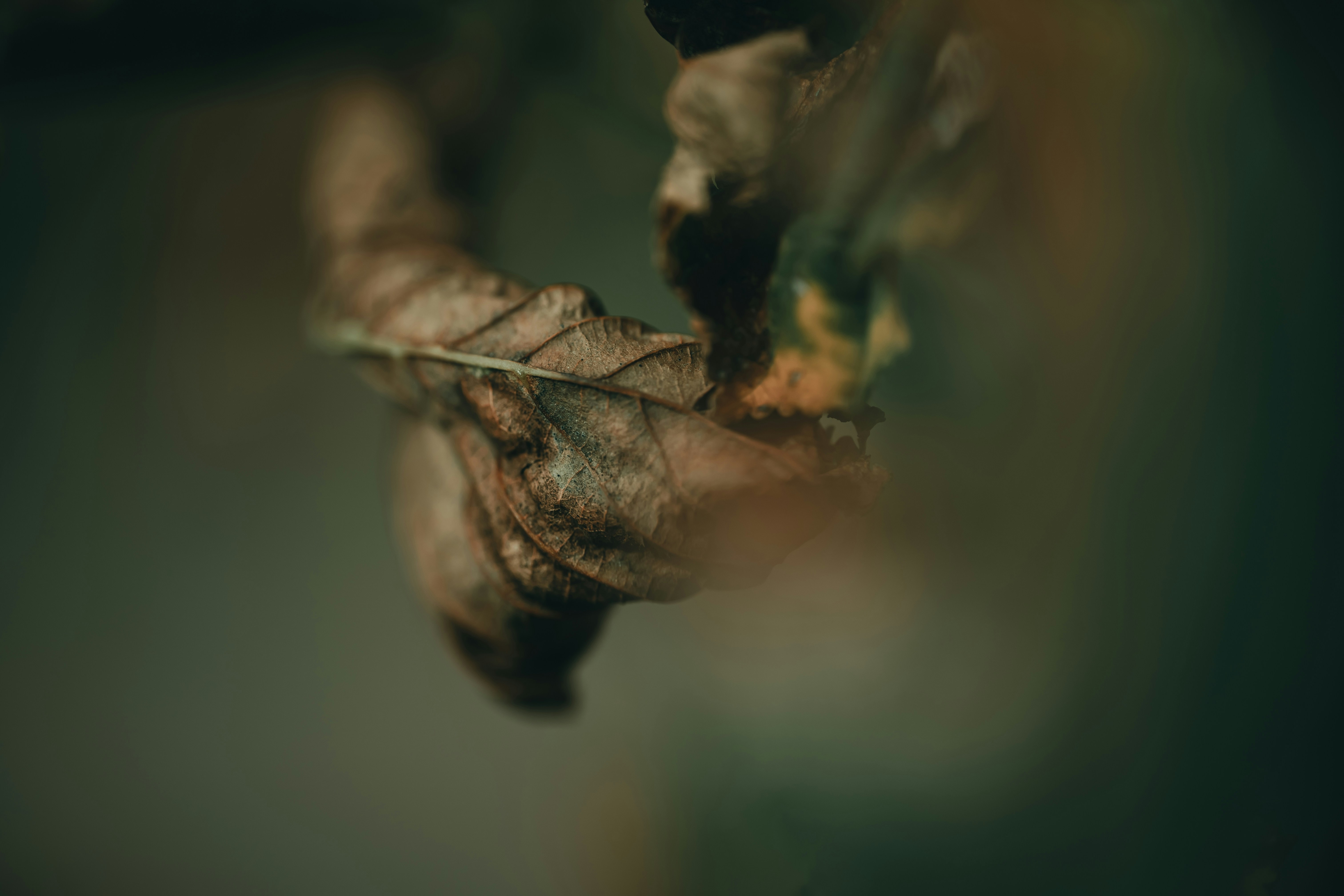 Photo by volodymyr_leush